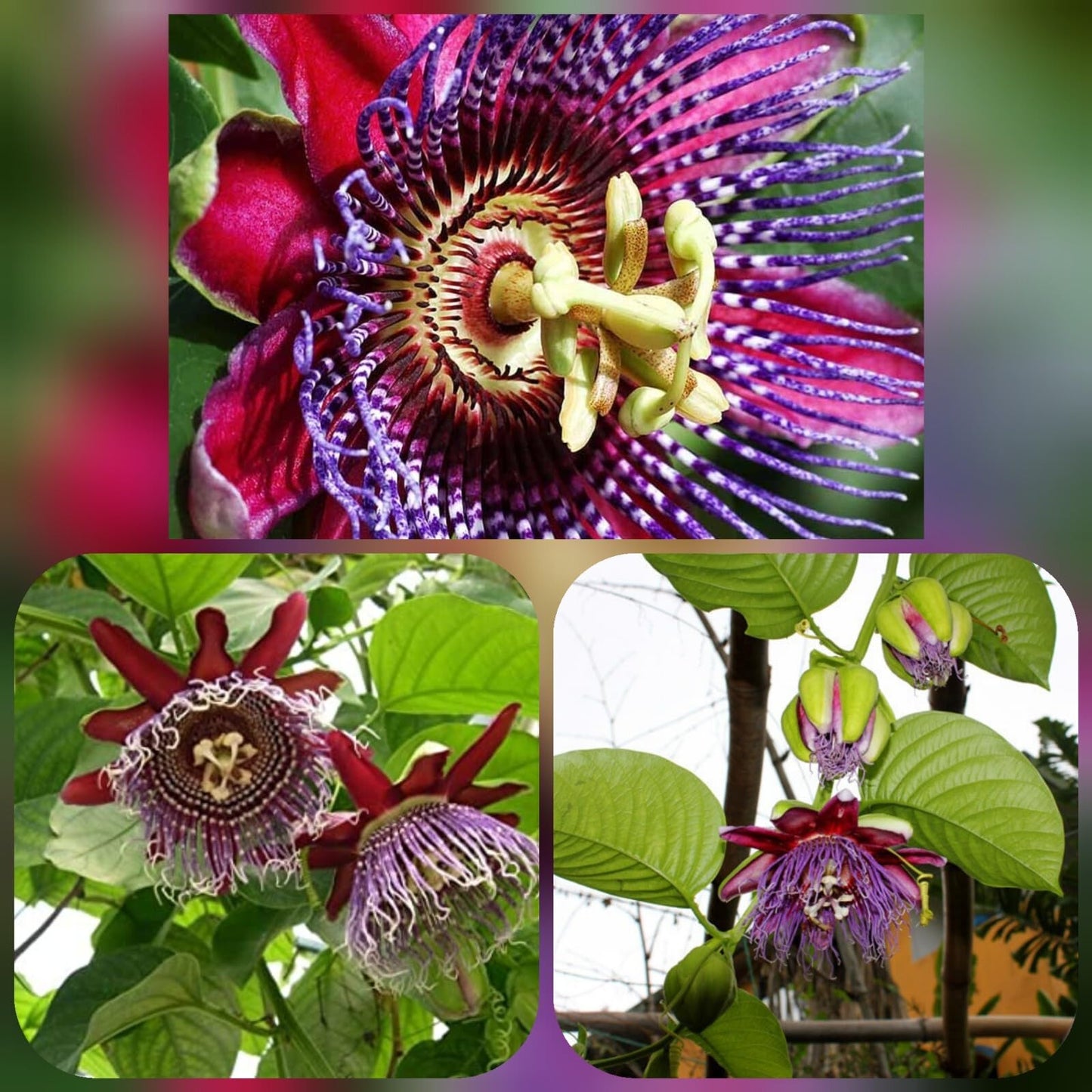 Live Plant - Giant Granadilla Passion Fruit Vine - Passiflora Quadrangularis -Starter Plant