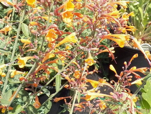 Agastache Apricot Sprite Seeds, Hummingbird Mint, Orange Tubular Flowers, Drought-Tolerant Perennial, 50 Count