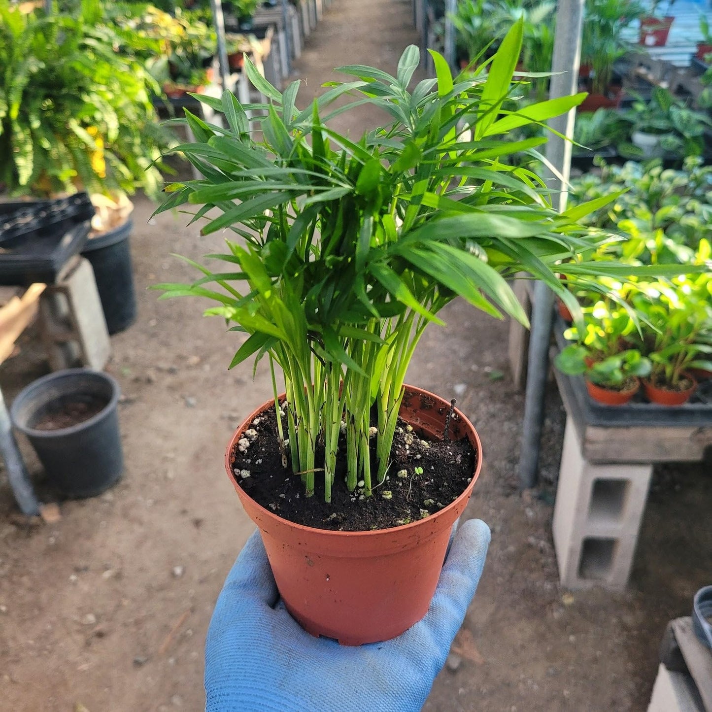 Parlor Palm | Live Plant for Indoor & Outdoor | for Living Room, Office, Bathroom | (6" Pot)