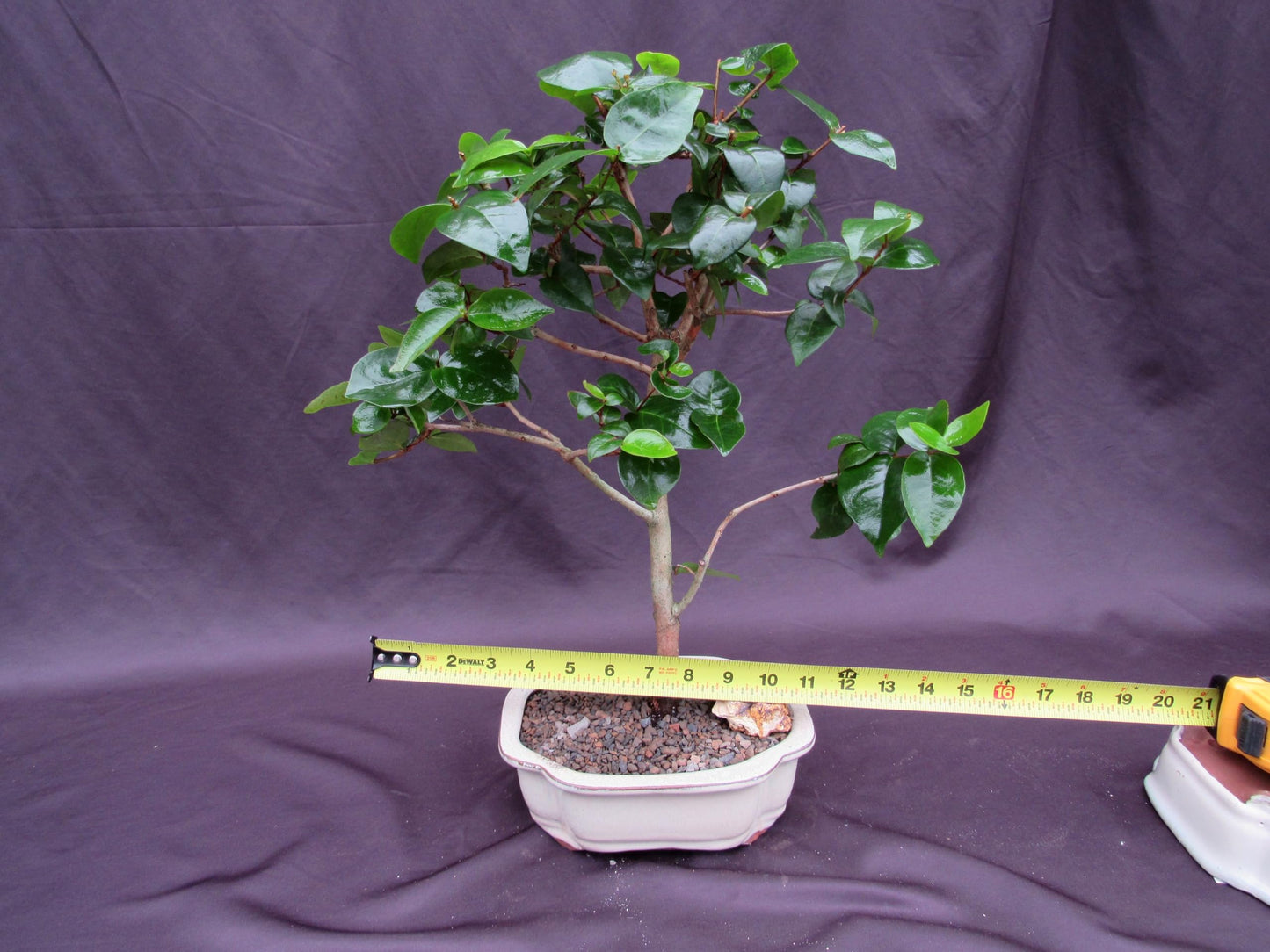 Surinam Cherry Bonsai Tree