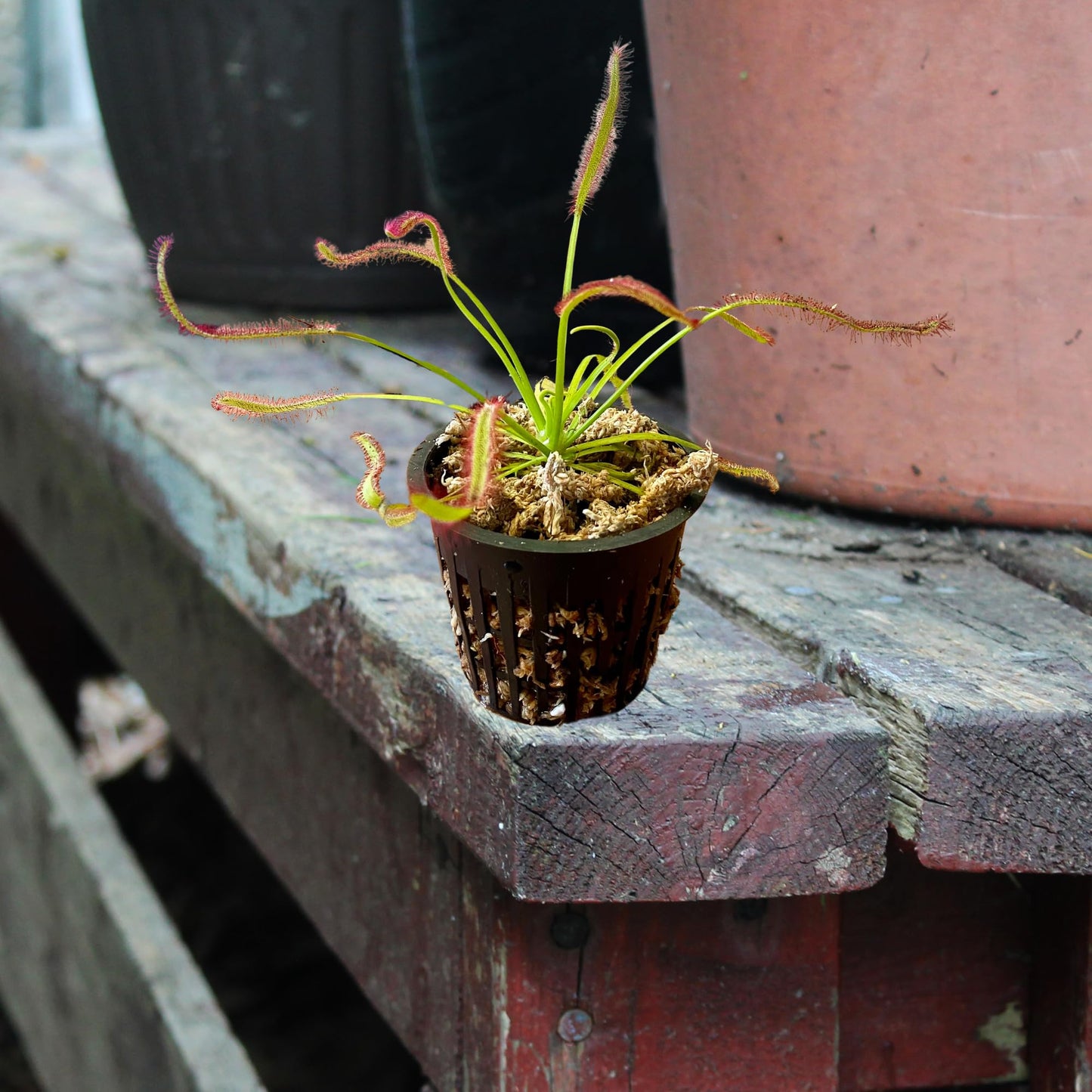 Set of 2 Cape Sundews | Drosera Capensis Live Carnivorous Plants | Includes 2 Plants, 2 Pots, Long Fiber Sphagnum Moss, and Water Tray | Live Sundews