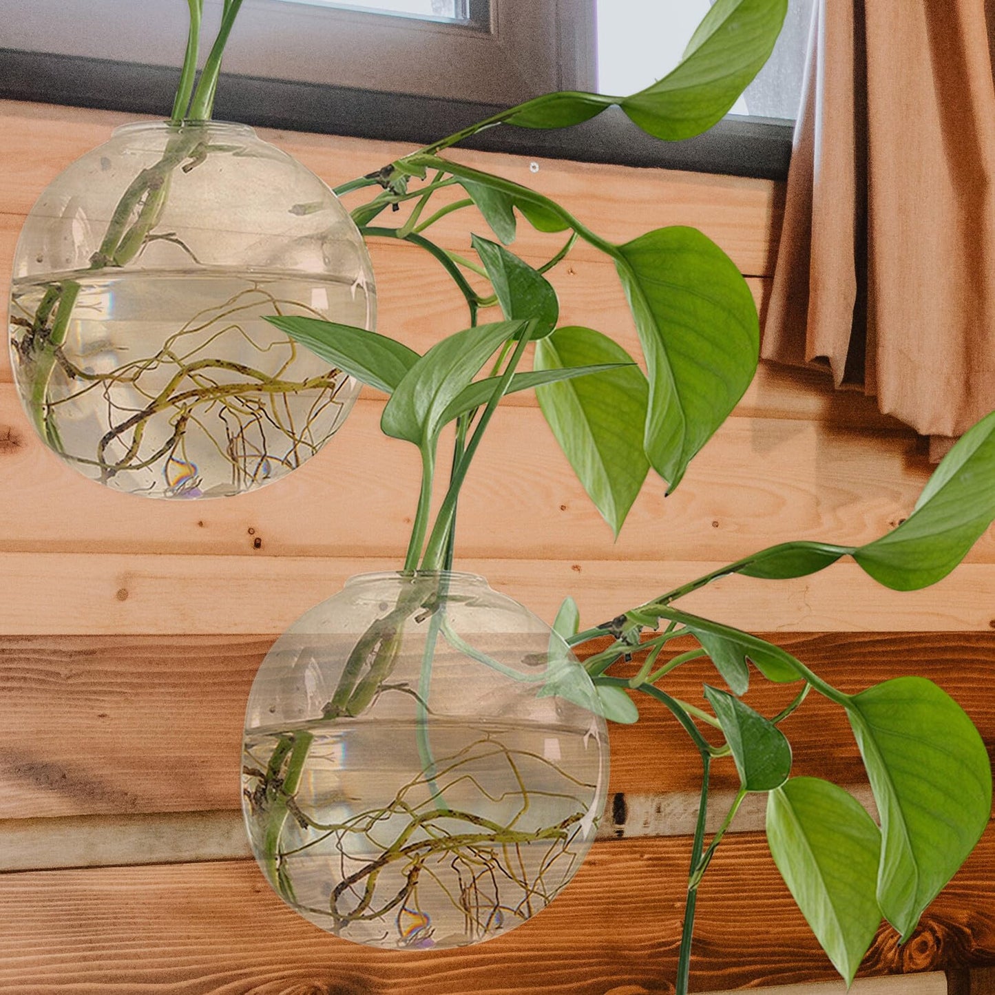 BEBEMOKO Hydroponic Glass Vase Wall Hanging Planter 15cm Terrarium Bottle for Indoor Plant Propagation and Home Décor with Non-Marking Hook