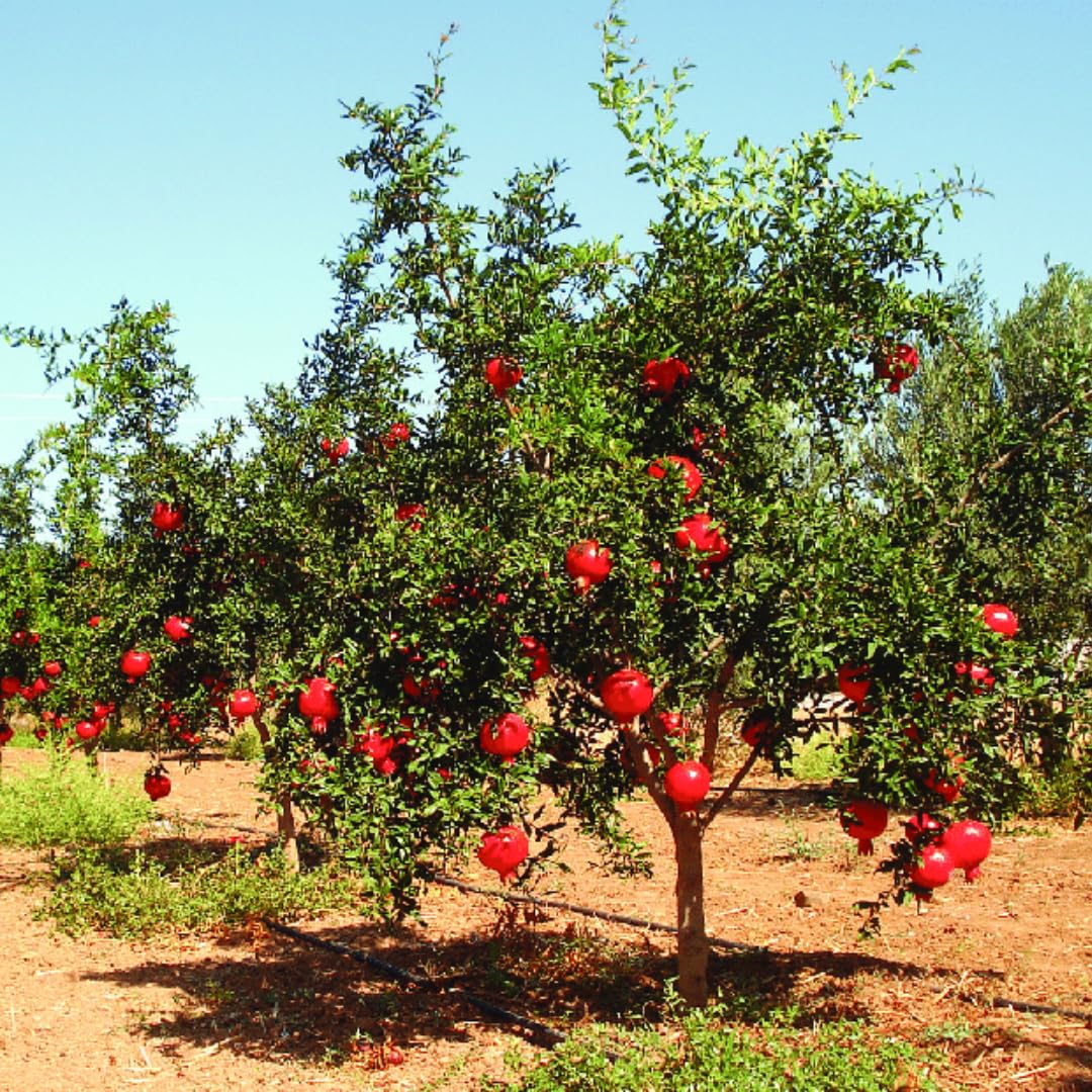 Sweet Red Pomegranate Tree Live Plant Starter Size Seedling in 4" Pot, 1 Year Old Pomegranates Plant for Indoor Outdoor Spring Growing