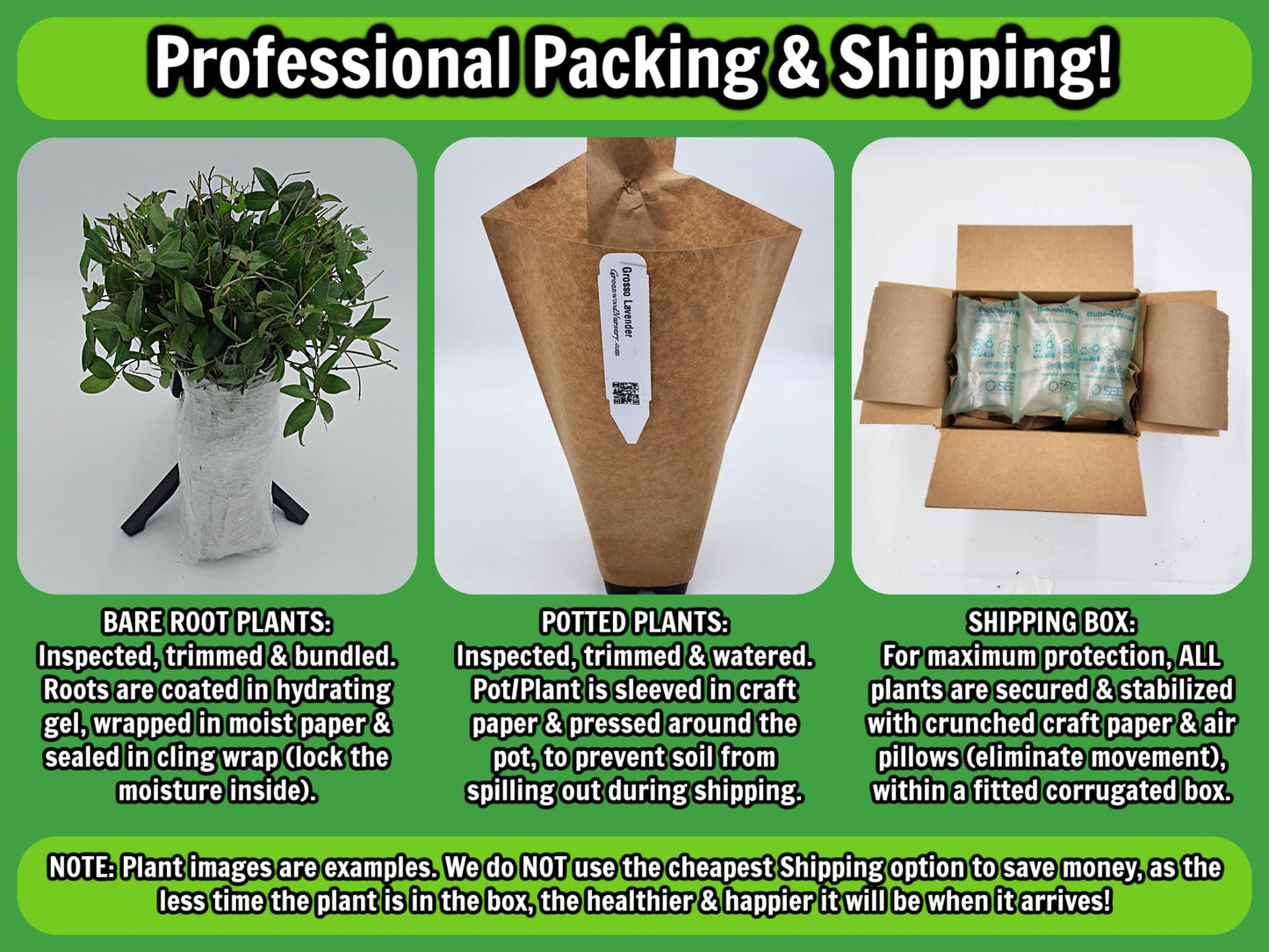 Greenwood Nursery: Live Trees - Fignomenal Dwarf Fig Tree + Ficus carica - [Qty: 2X 3.5 Pots] - (Click for Other Available Plants/Quantities)