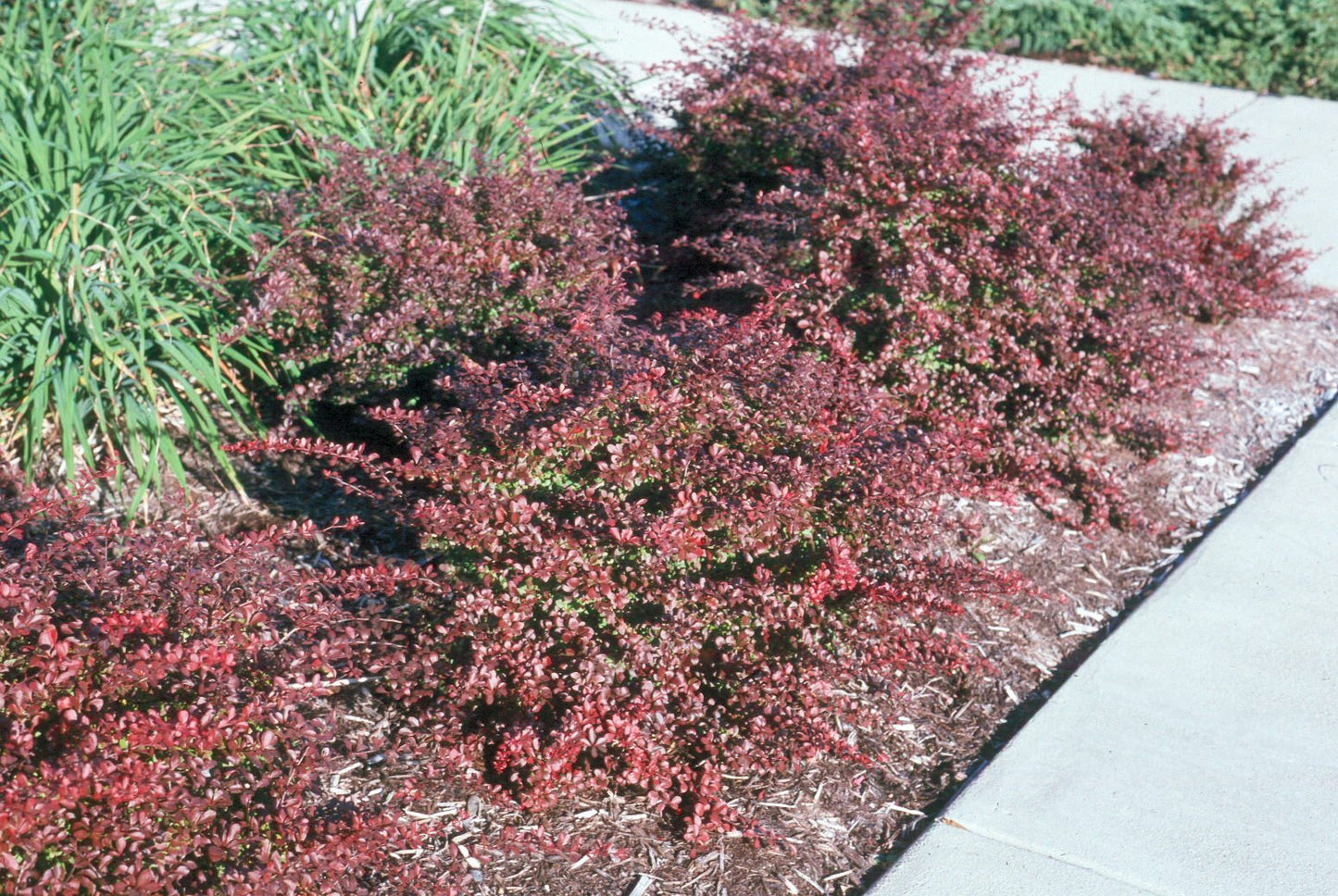 Crimson Pygmy Dwarf Barberry - Live Plant - (1 QT)