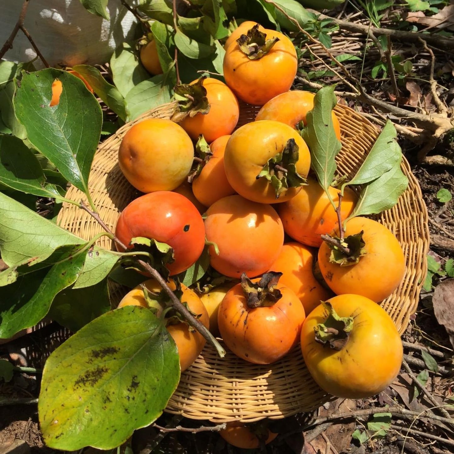 Persimmon Tree Live Plant in Quart Pot, 8-12 Inch Live Persimmon Plant, Cold Hardy Fruit Plants for Home Garden Planting