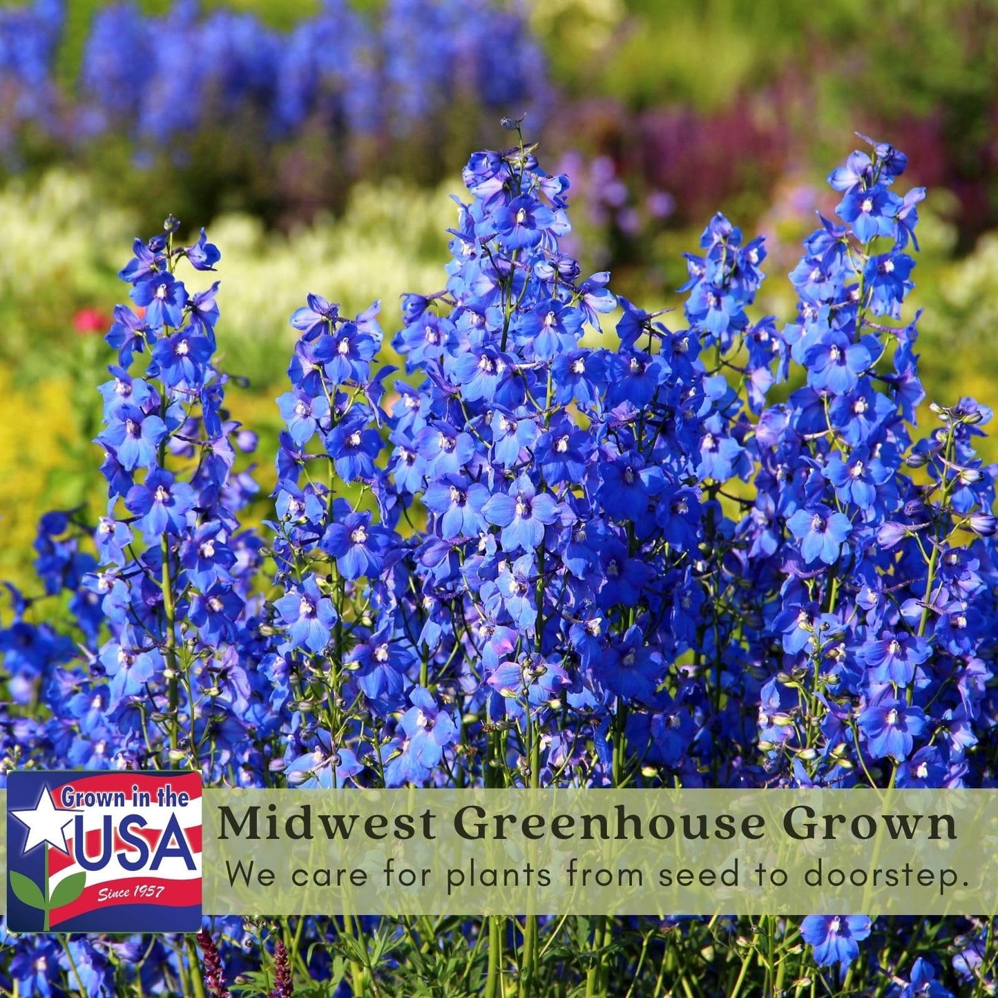 Clovers Garden Delphinium Black Knight (Larkspur) Live Plants - Two (2) Non-GMO Plants - Each 4" to 8" Tall in 4" Pots - Large Flower Spikes