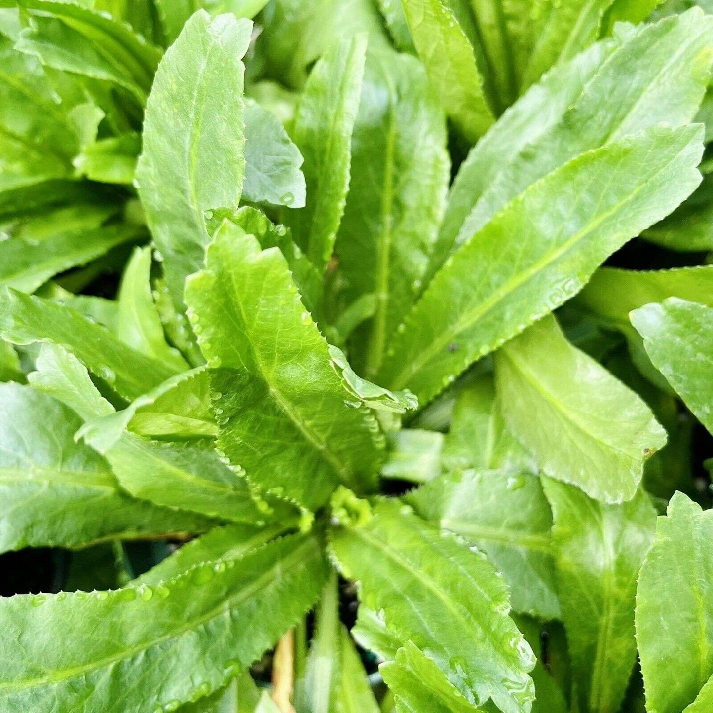 Live Plant - Long Coriander/Culantro (Eryngium Foetidum) Tropical Live Vibrant Thriving Pla