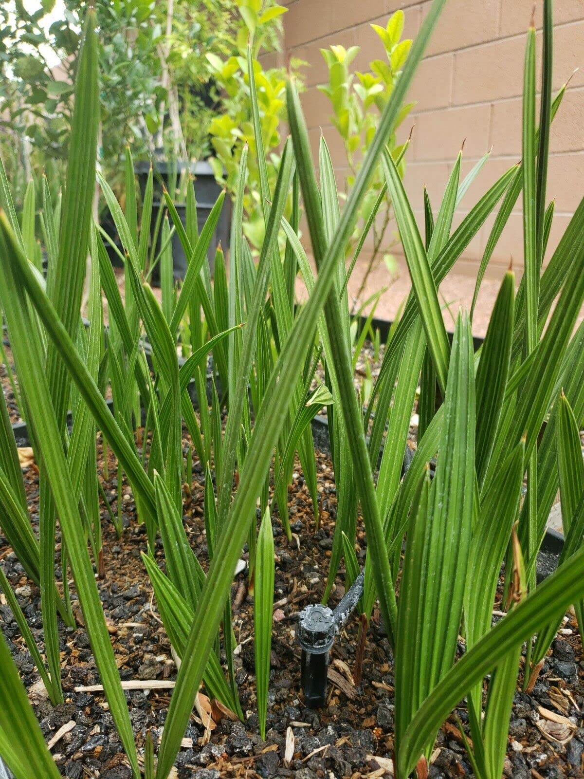 1 Live Plant Medjool Date Palm Tree | Phoenix Dactylifera Plant Seedling 9+”