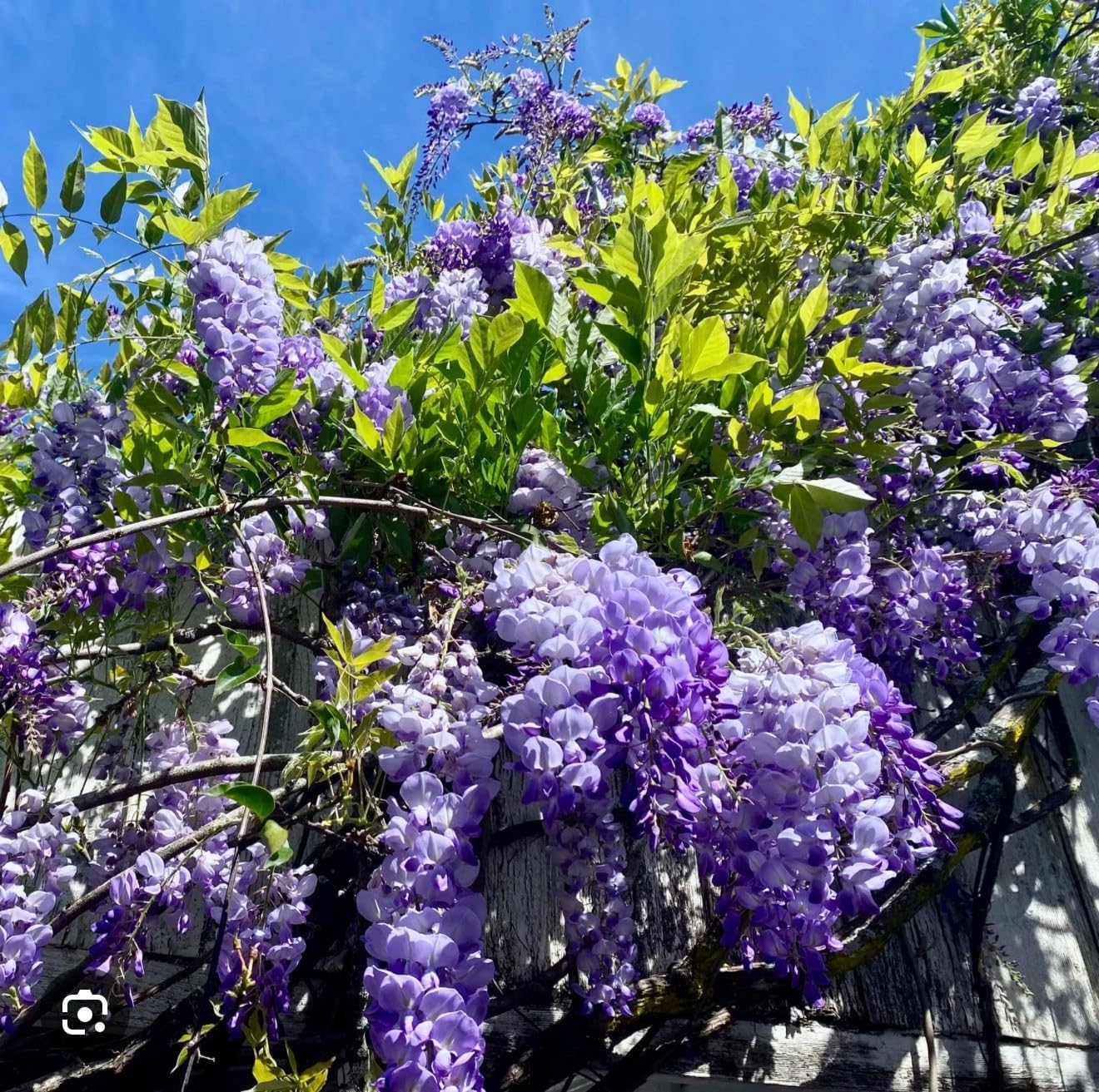 Live Plant - Amethyst Fallswisteria Frutescenslive Starter Plant