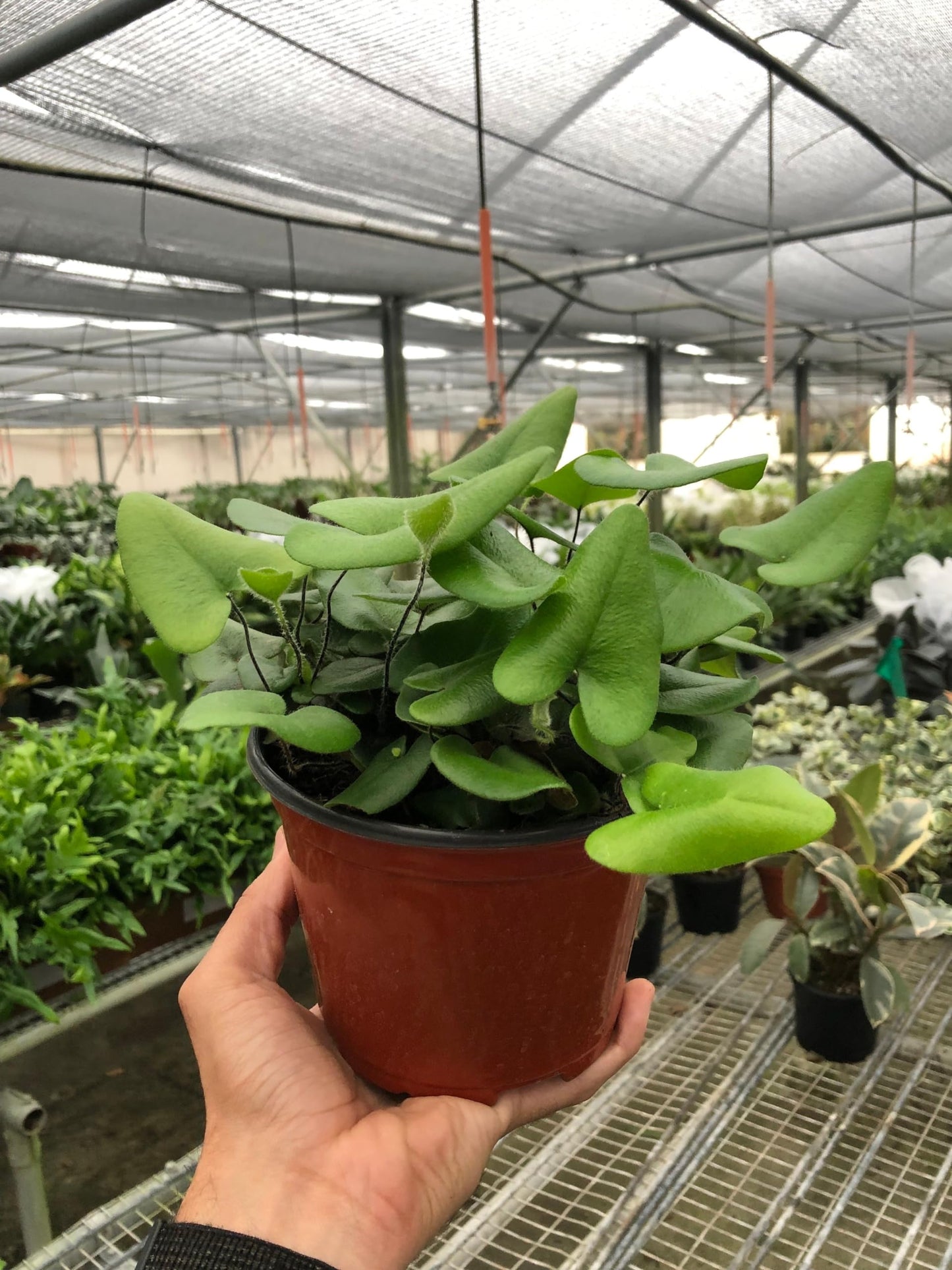 Fern 'Heart' | Live Plant for Indoor & Outdoor | for Living Room, Office, Bathroom | (4" Pot)