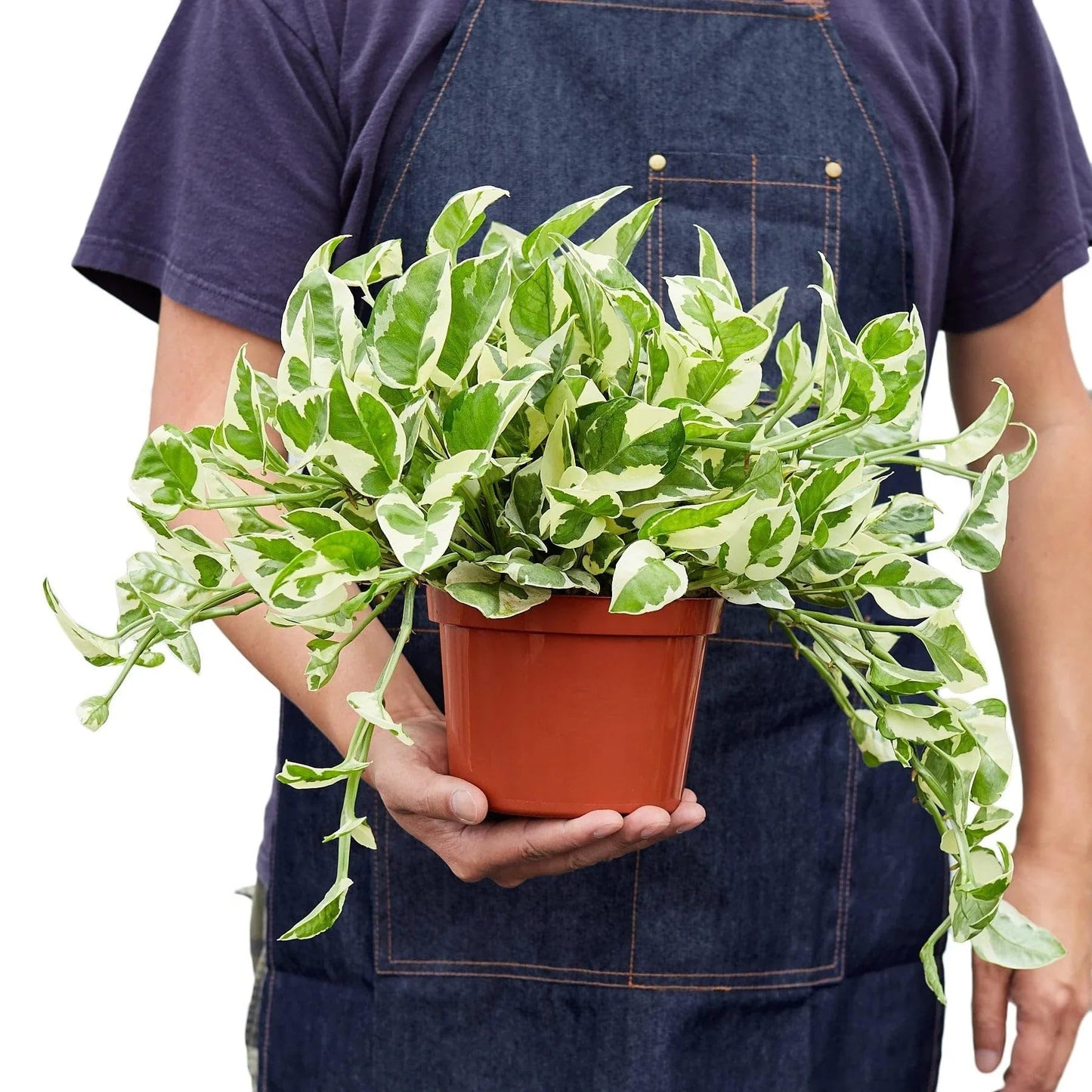 Pothos 'N'joy' | Live Plant for Indoor & Outdoor | for Living Room, Office, Bathroom | (8" Pot)
