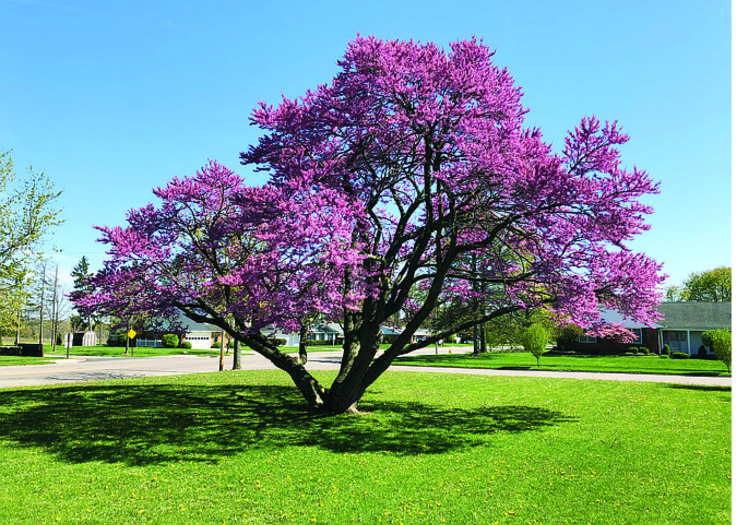 2 Eastern Redbud Plants Live Trees, Cold Hardy Dormant, 8 Inc to 15 Inches Tall Seedlings, Early Spring Blooms, Purple Flowers Bloom, Bare Roots