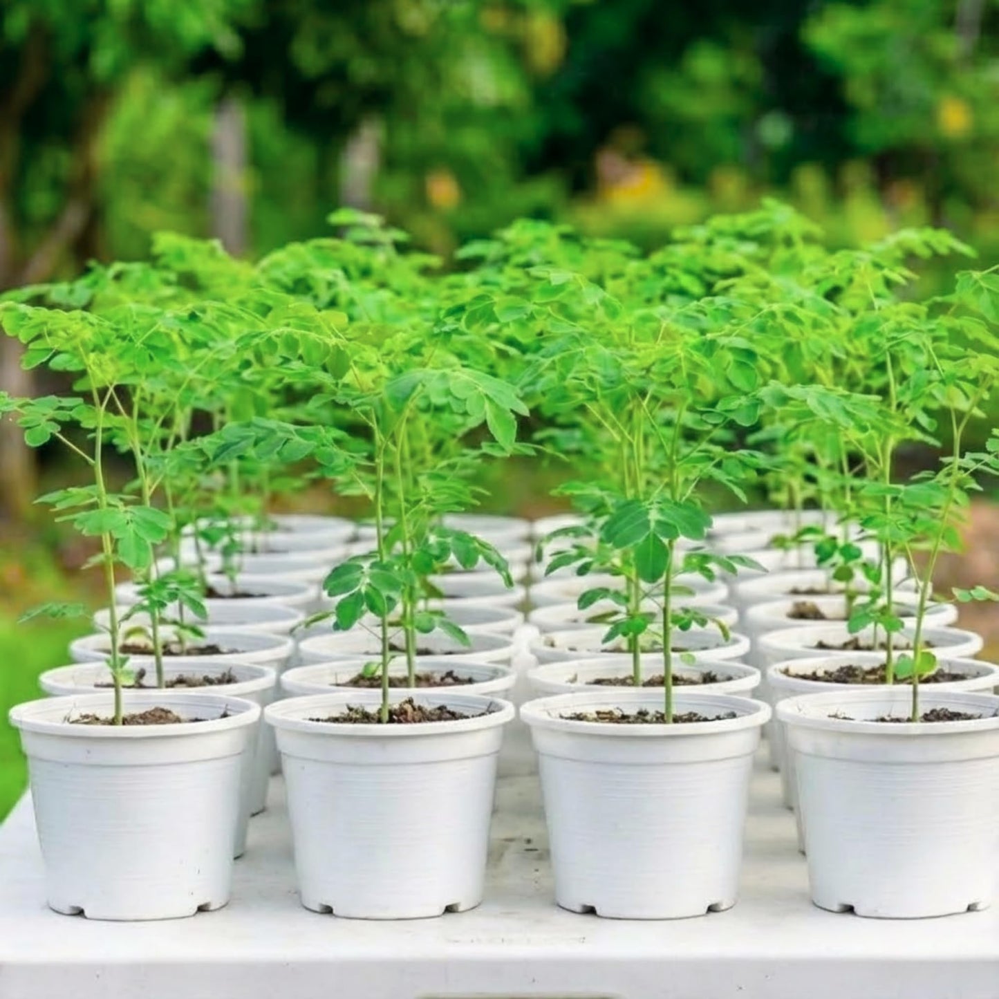 Sets 2 Moringa Plants Live Tree, 6 to 10" Moringa Oleifera Plant, Well Rooted, Cold Hardy, Spring Planting Drumstick Horseradish Tree