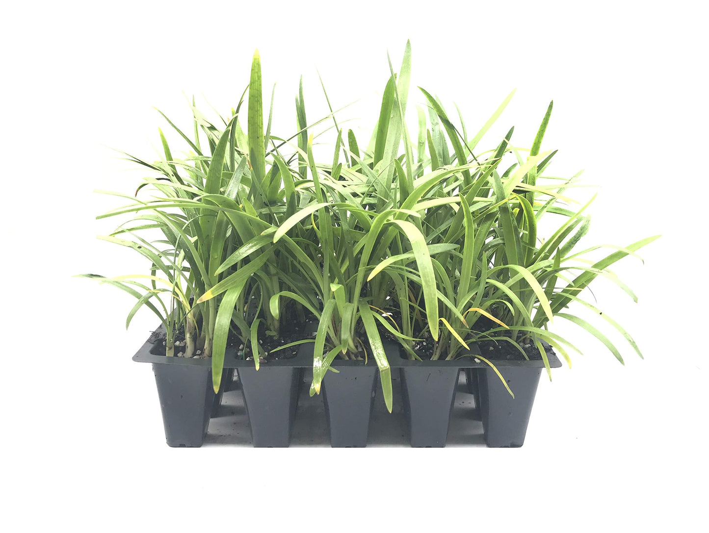 Agapanthus Africanus 'Lily of The Nile' - 3 Live Plants - 2" Pot Size - Blooming Groundcover