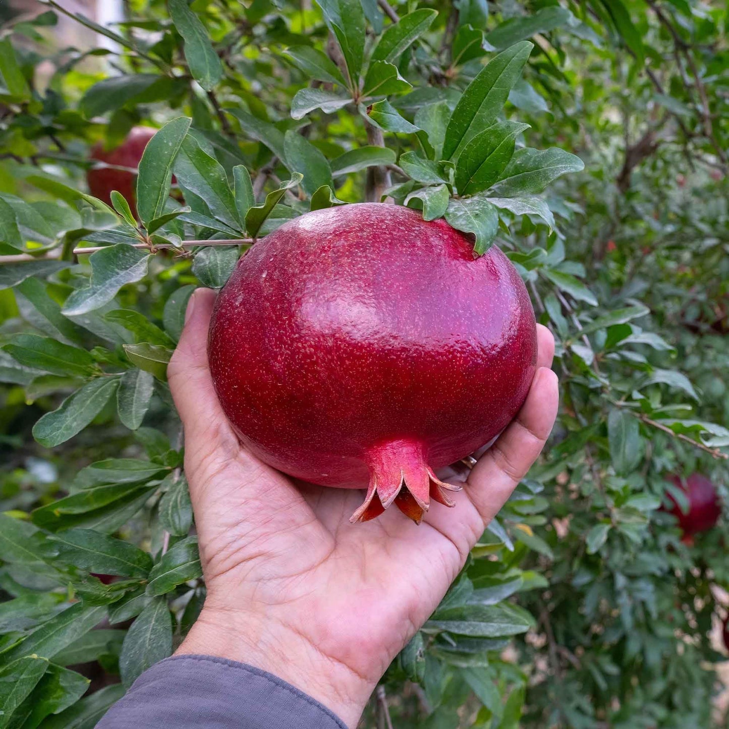 Perfect Plants Kara Bala Miursal Pomegranate Tree in 1 Gallon Pot | Deep-Crimson Fruit | 20+ lbs Per Season | Cold Hardy to 5°F | Self-Fertile | Zones 7-10