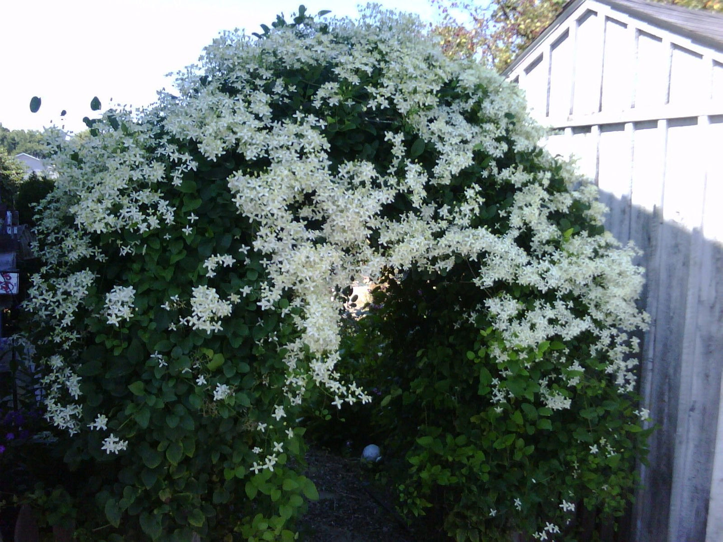 Sweet Autumn Clematis Vine - Clematis paniculata - Fragrant - 2.5" Pot