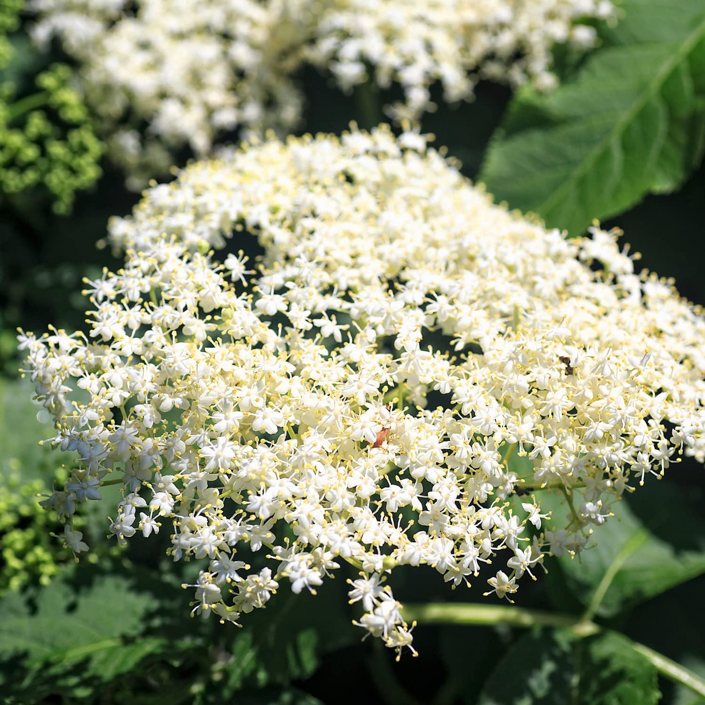 2 Black Elderberry Plants Live to Grow, 6 to 12 Inch Tall, Elderberries Bush Live, Berry Fruit Trees Live Plants