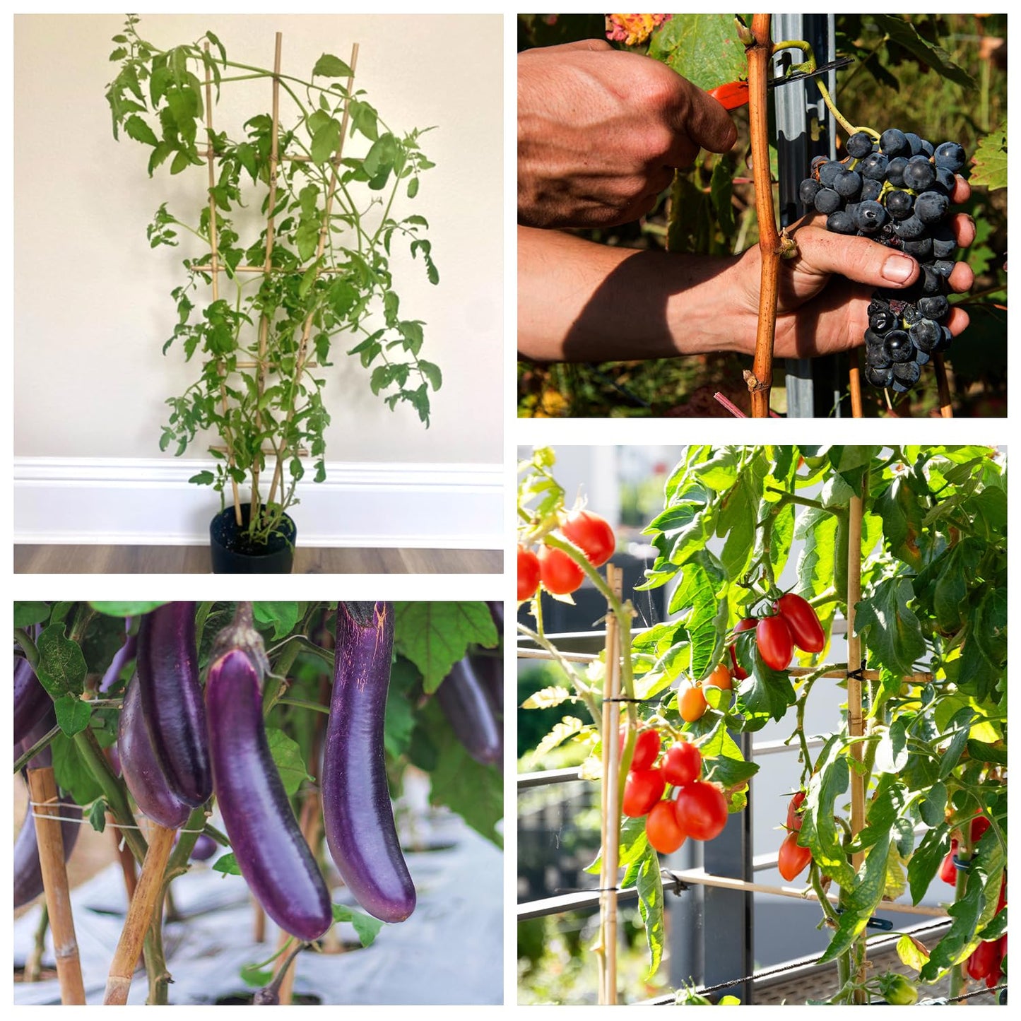 Plant Stakes 4FT, Natural Bamboo Stakes, HAINANSTRY 25Pcs Sturdy Bamboos Garden Stake, Bamboo Sticks for Plants, Beans, Indoor and Outdoor Climbing Plants, Tomato Vegetable Stakes for Garden