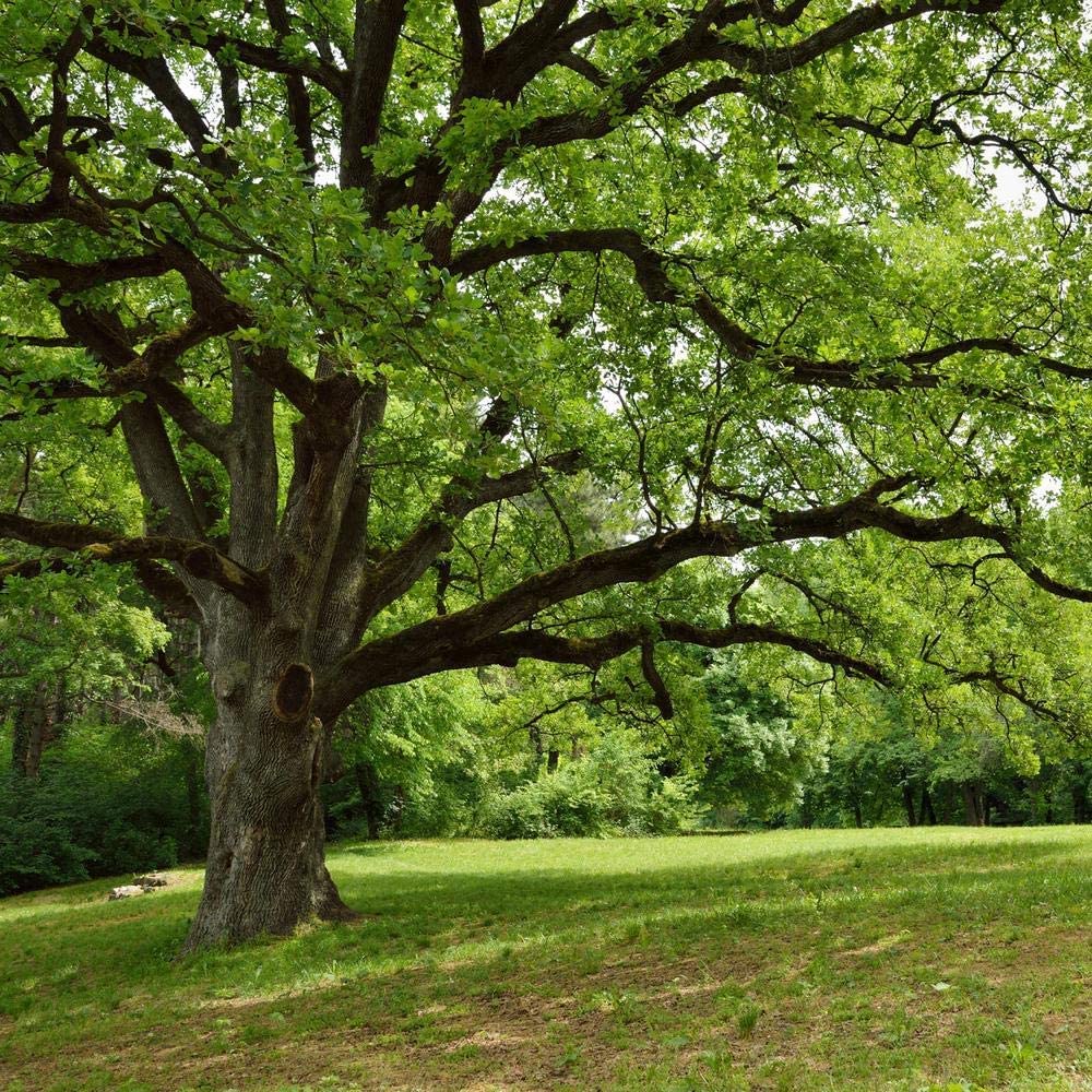 Southern Live Oak Tree | Quercus Virginiana | 10 Live Plants | Durable Picturesque Shade Tree | Dark Green Foliage