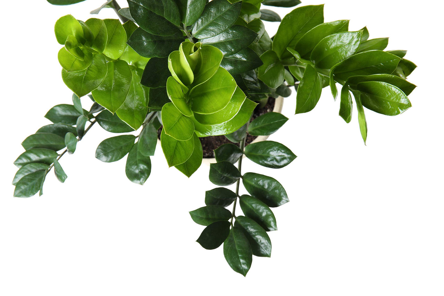 ZZ Plant
