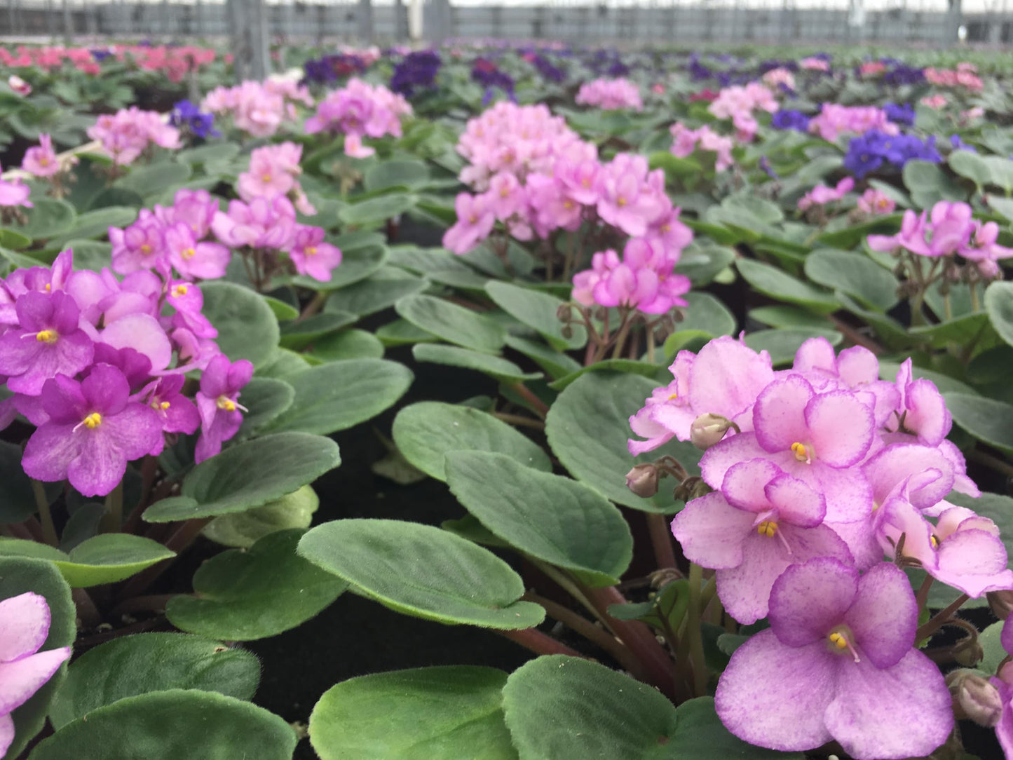 Optimara African Violet Variety Pack (2 Plants) 4" Pots, Grower's-Choice Assorted Varieties