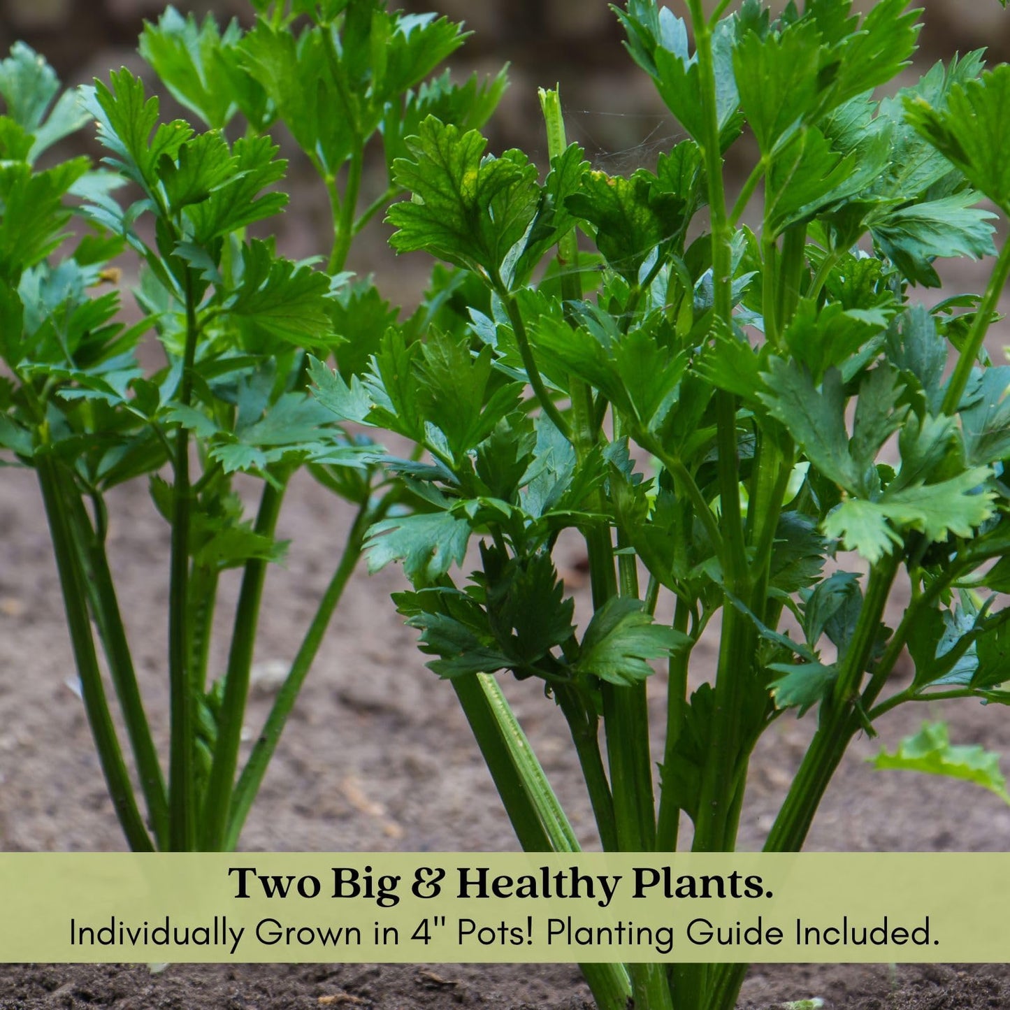 Clovers Garden Celery Tango Plants - Two (2) Live Plants – Non-GMO - Not Seeds - Each 4" to 8" Tall – in 4" Inch Pots - Heat Tolerant, High Yield, Fast Growing