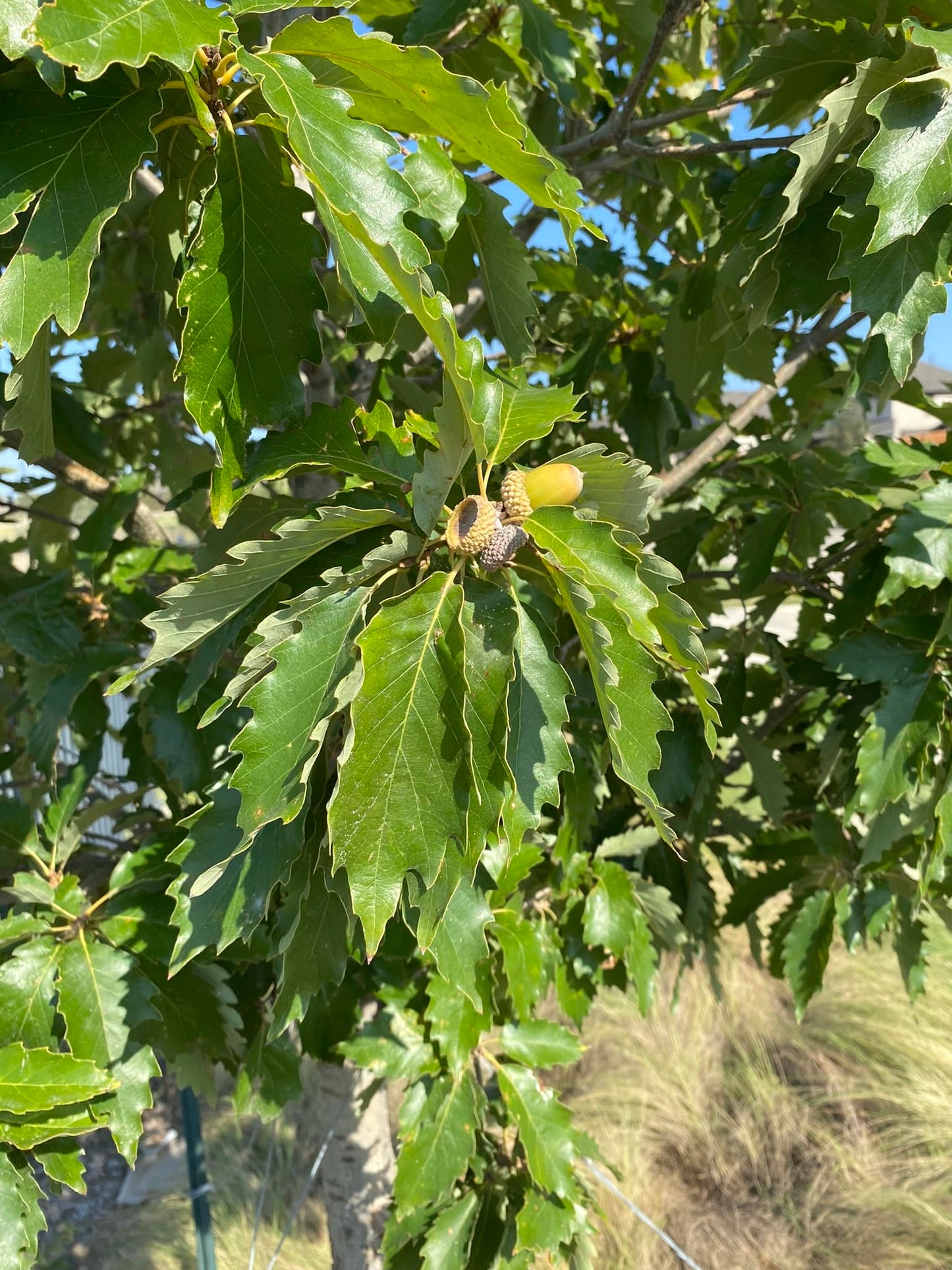 Chinkapin Oak Tree Sapling, Live Quercus Muehlenbergii Plant, Native Shade Tree for Home Garden and Landscaping