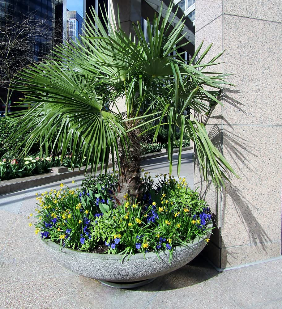 Cold Hardy Palm Tree Seeds - 6 Seeds - Trachycarpus fortunei