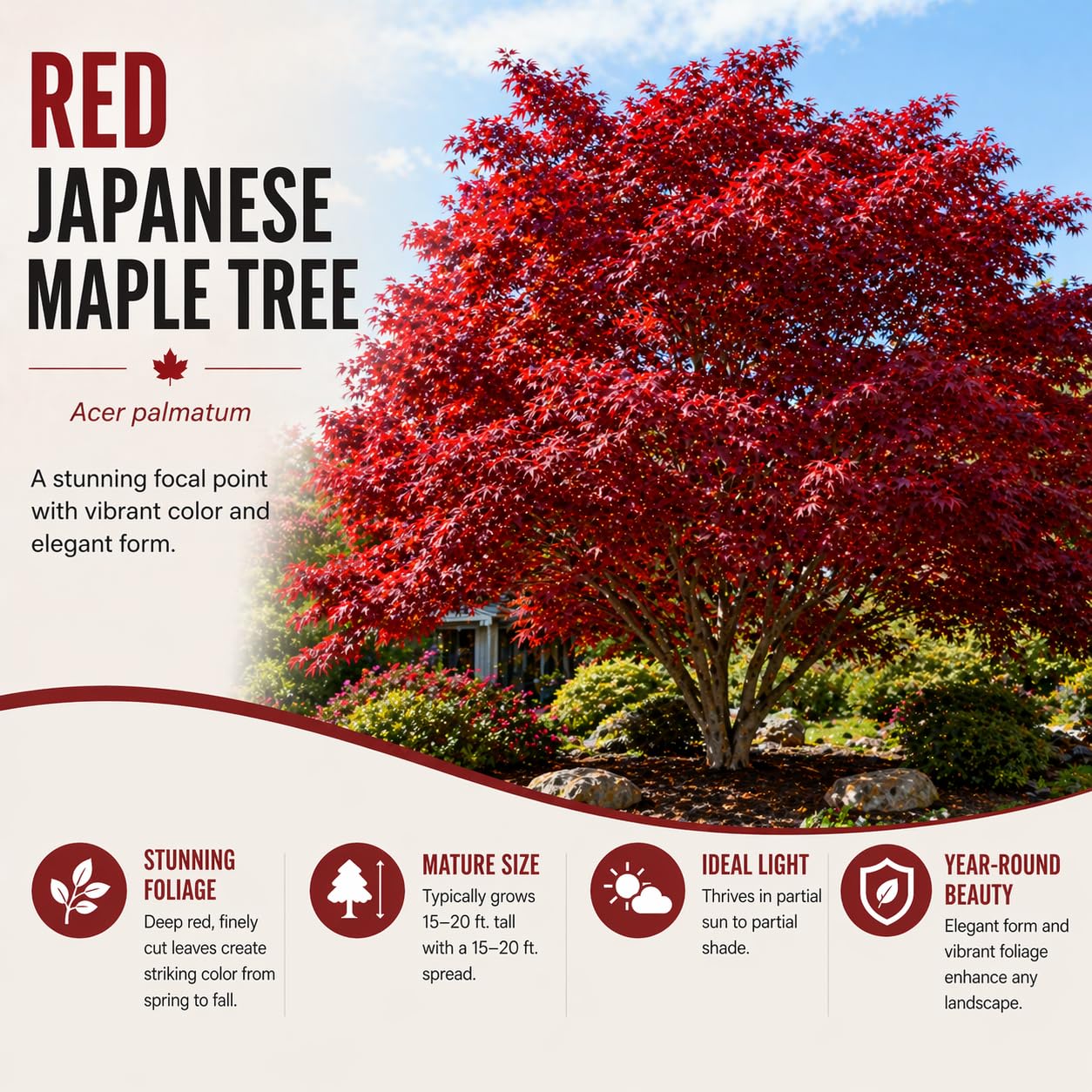 2-Pack Live Red Japanese Maple Tree Starts – Acer Palmatum Seedlings – Ornamental Landscape Trees – Vibrant Spring Color – Easy to Grow Starter Plants
