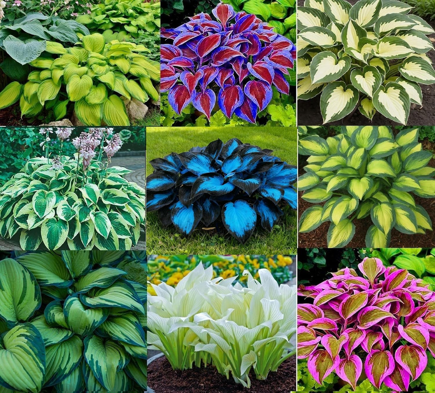 6 Mixed Color Hosta Plants for Growing - Growers Choice, Easy to Grow Hosta Root Stock (6 Hosta Roots)