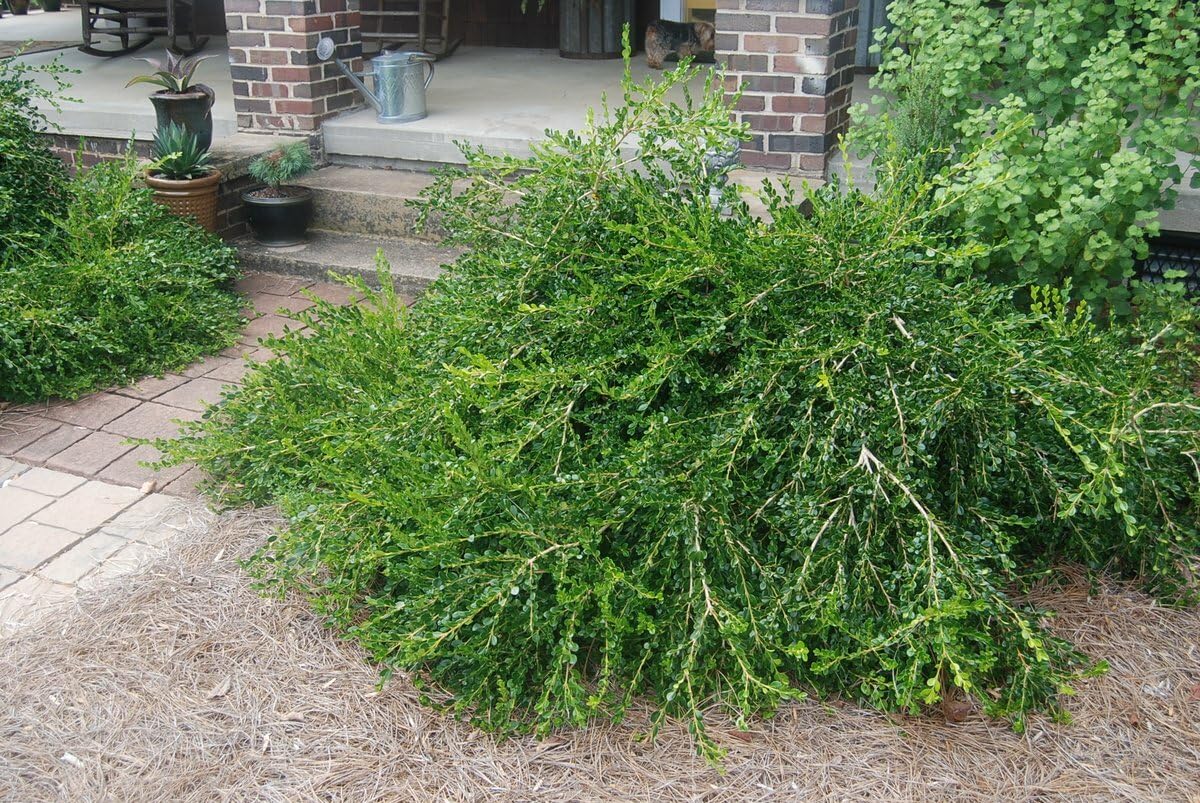 Live Plant - Unraveled Weeping Boxwood (Buxus) - Live Plant - (1 Qt)