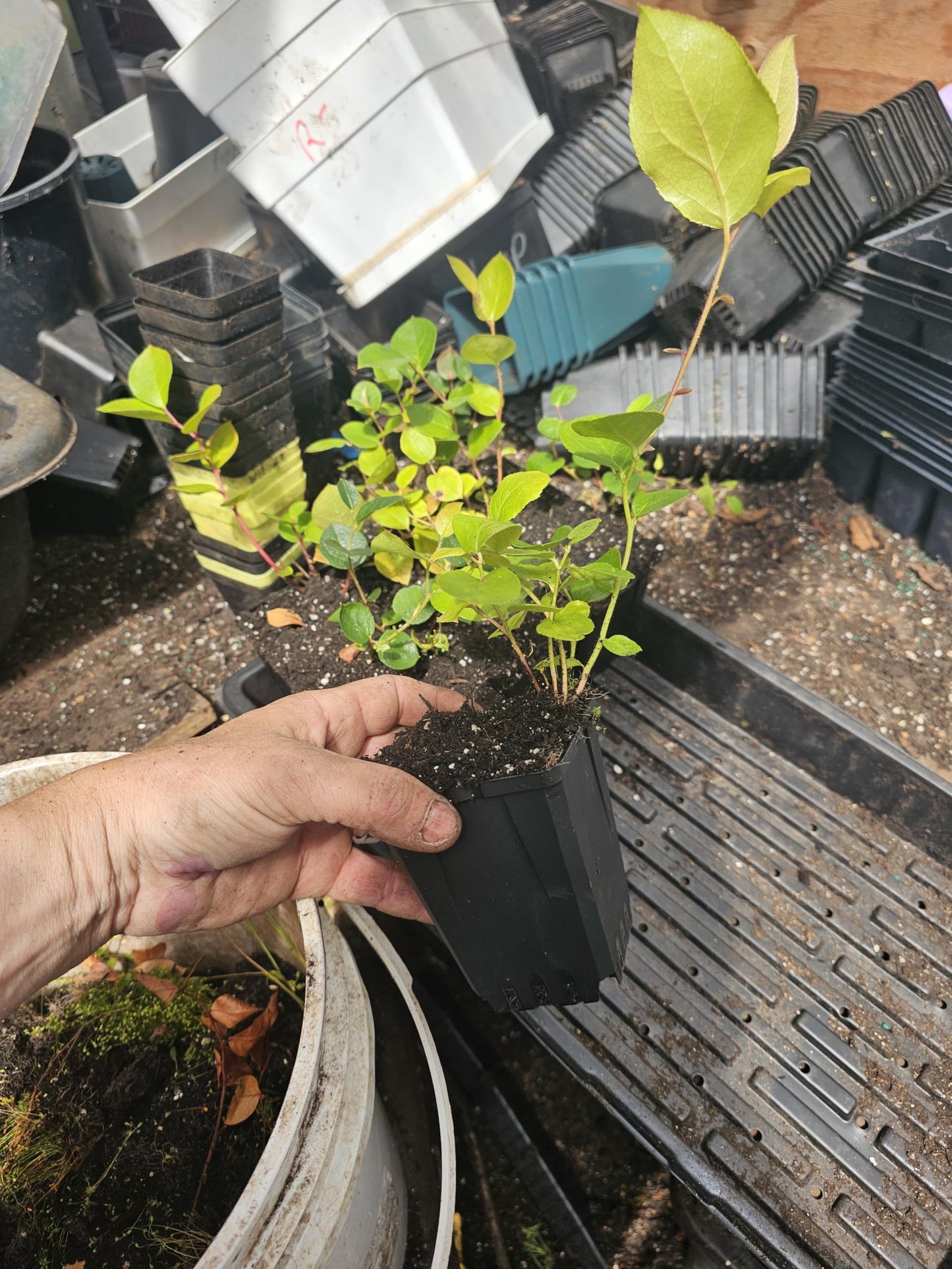 4-Pack Salal Berry Bush Plants, 2 Year Old, 4-inch Pots.