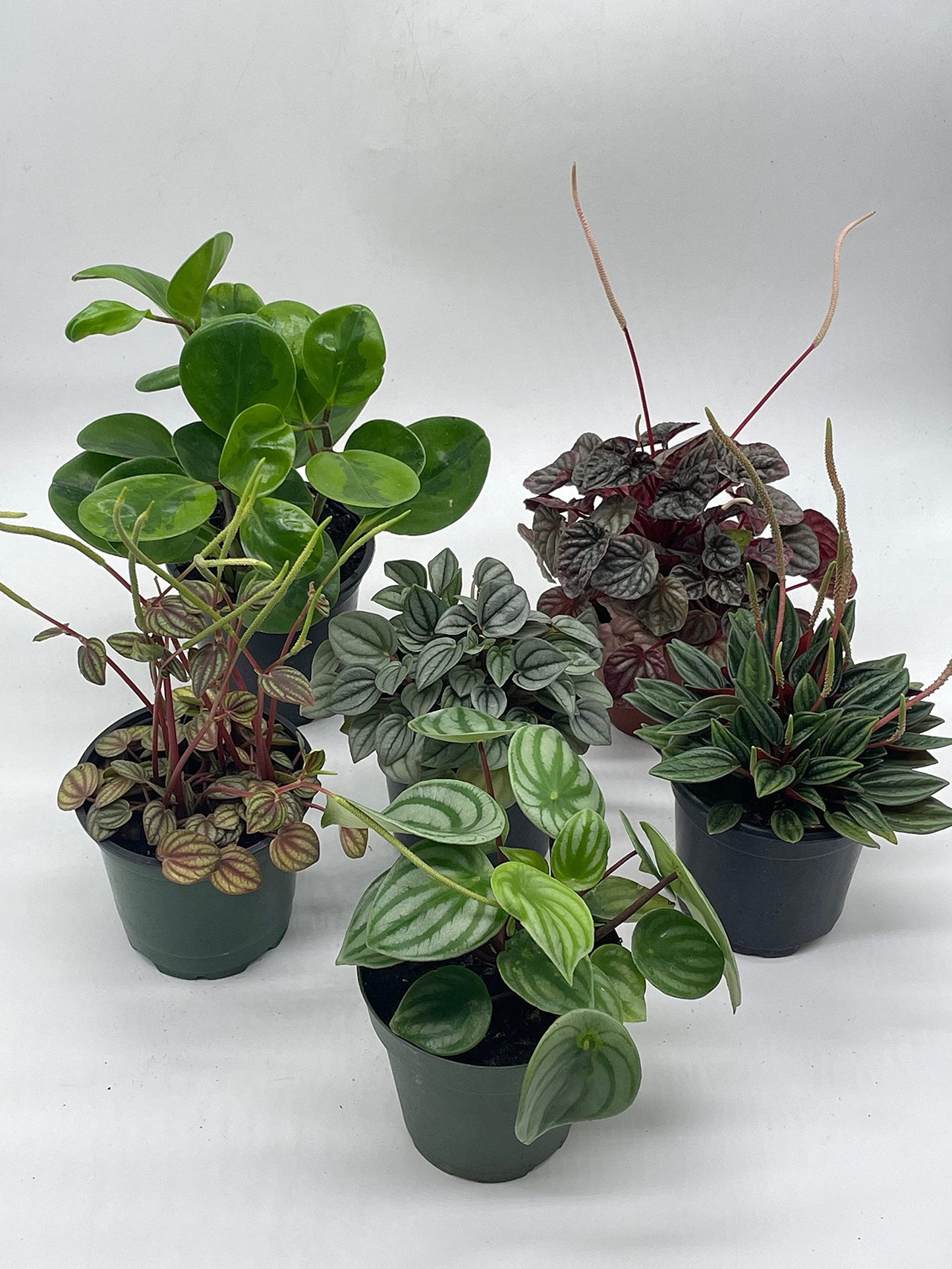 BubbleBlooms Peperomia Assortment Set, 6 Different peperomias in 4 inch pots Grower's Choice May Include Watermelon, Marble, Ripple, Rosso