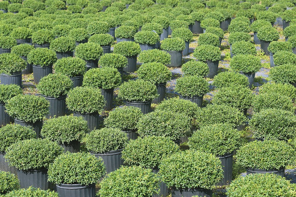 Soft Touch Holly - Size: 1 Gallon, Live Plant, Includes Special Blend Fertilizer & Planting Guide