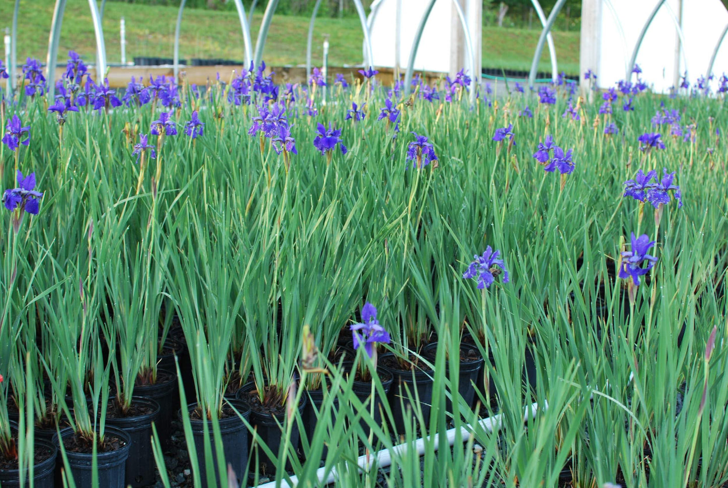 Perennial Farm Marketplace Iris s. 'Caesar's Brother' (Siberian) Perennial, Size-#1 Container, Deep Blue-Violet Flowers