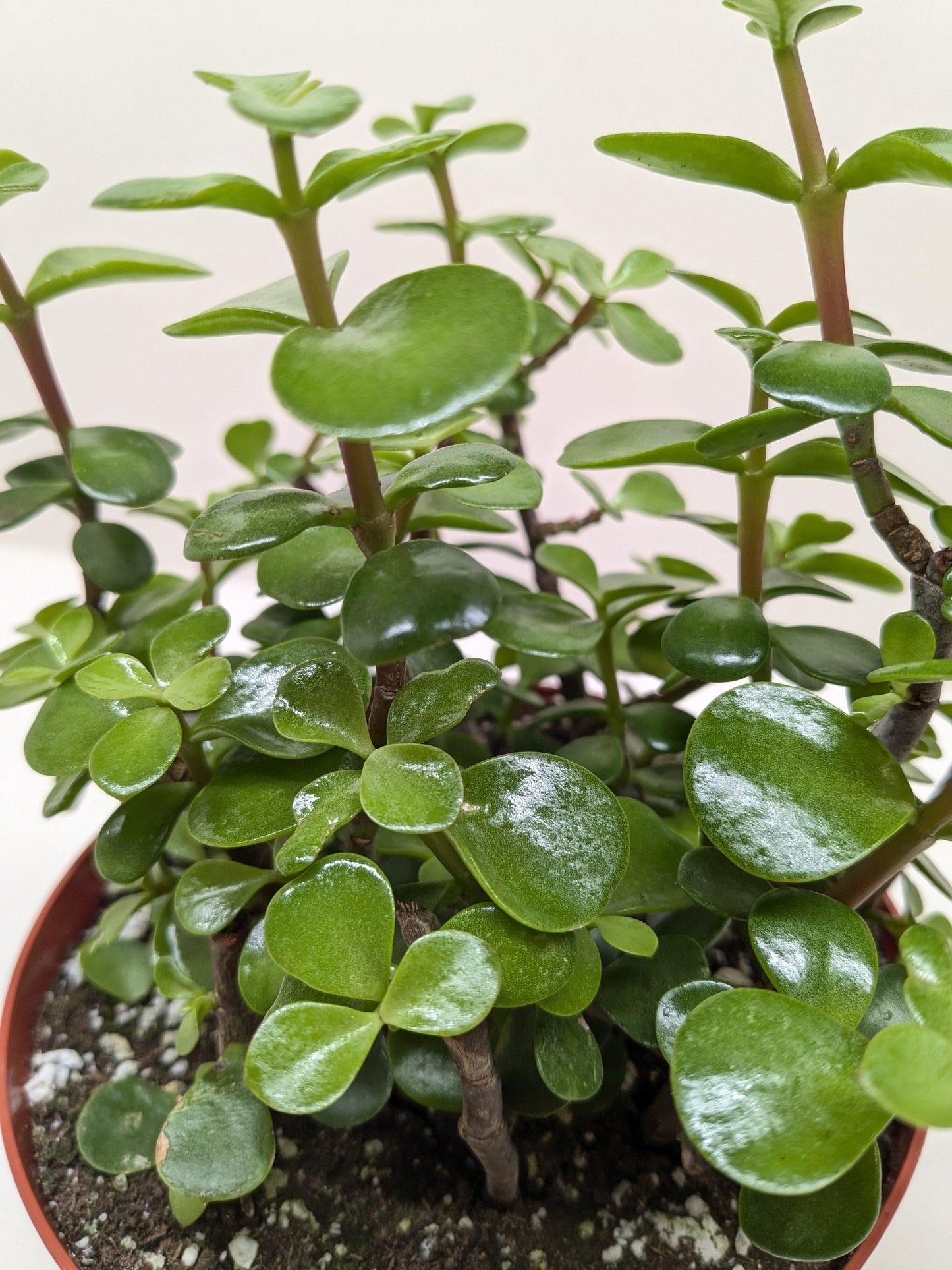 Succulent 'Elephant Bush' | Live Plant for Indoor & Outdoor | for Living Room, Office, Bathroom | (4" Pot)