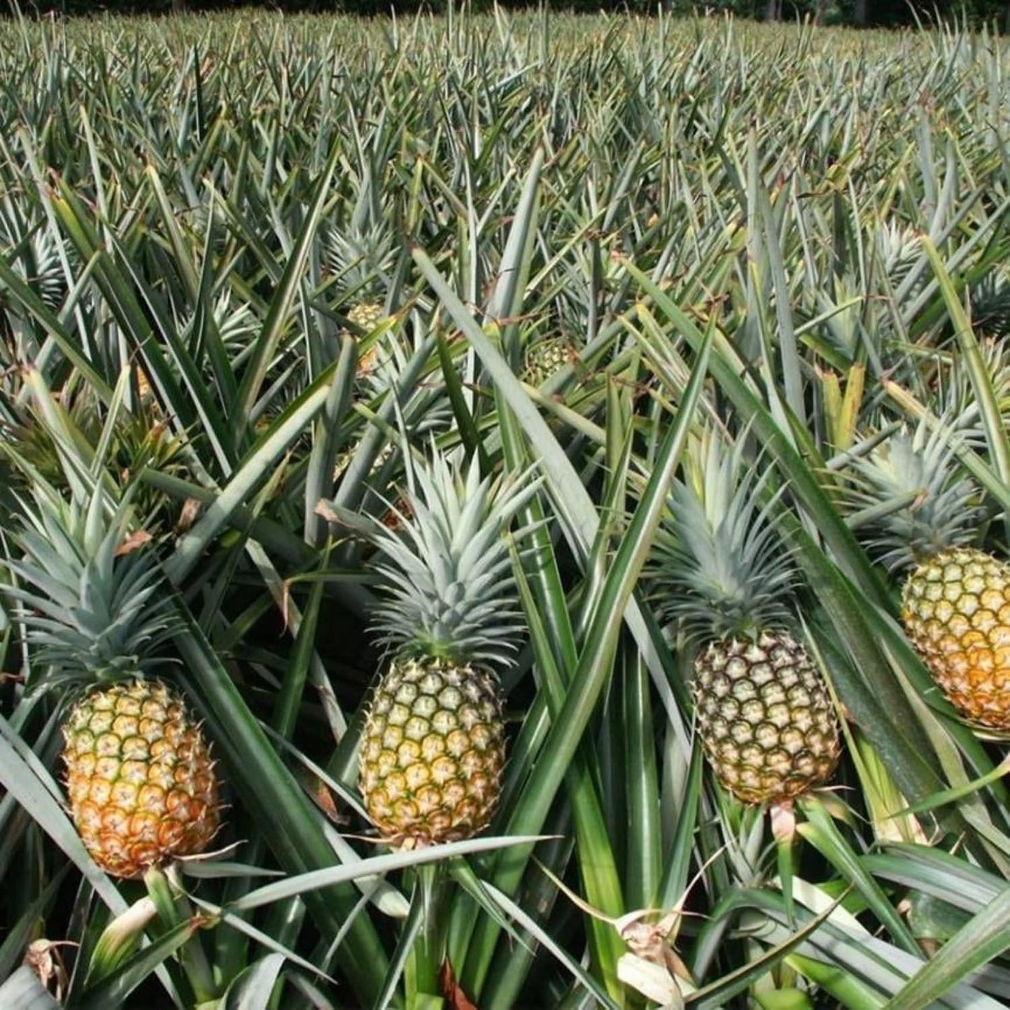 Gold Pineapple Plant Live, Cold Hardy Pinapple Fruit Tree 4-6 Inc, Tropical Plant for Garden