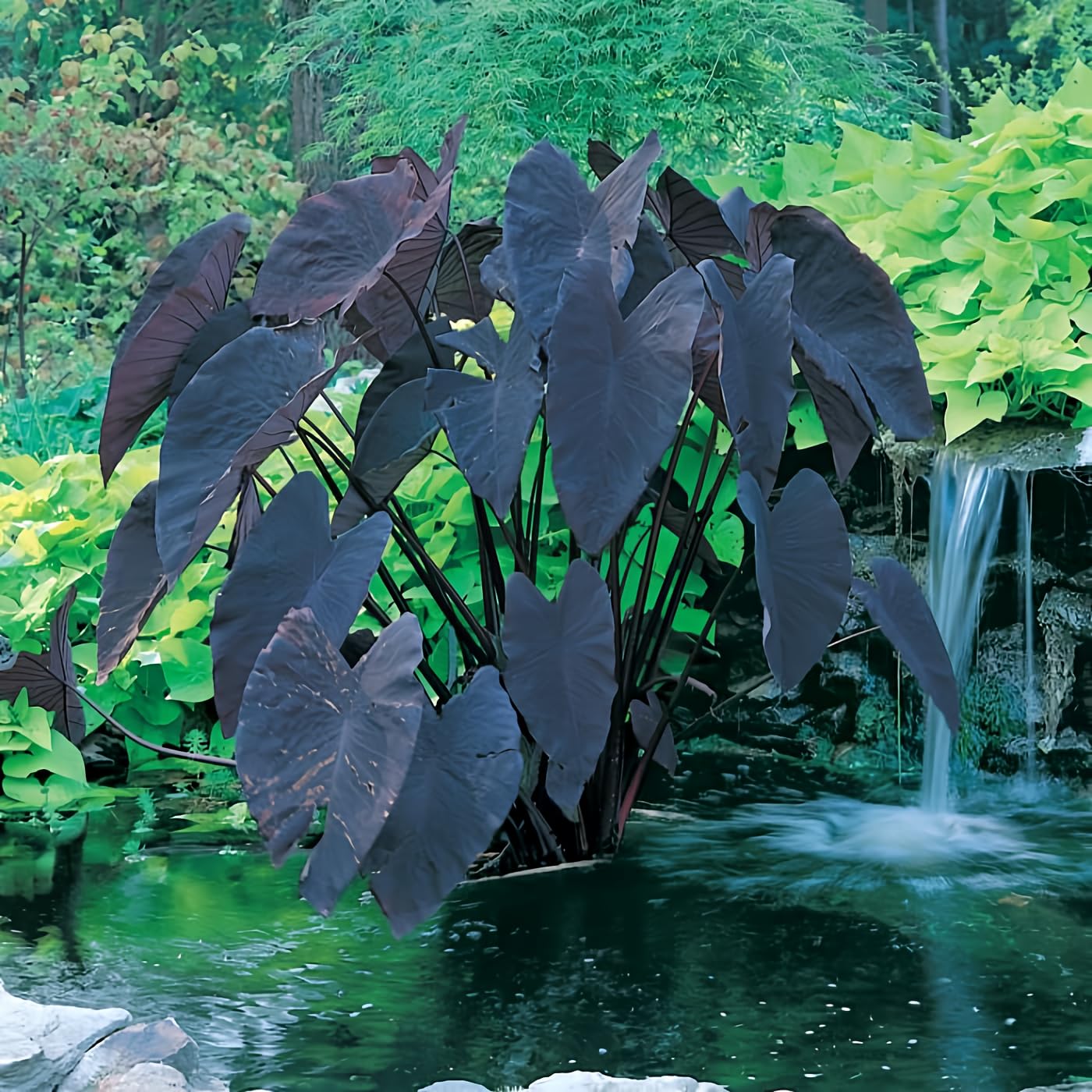 Black Magic Taro | Elephant Ears Plant for Ponds and Garden