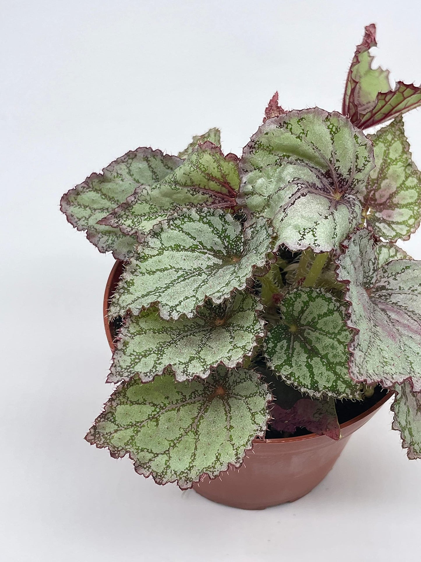 BubbleBlooms Peace Begonia Rex, 4 inch