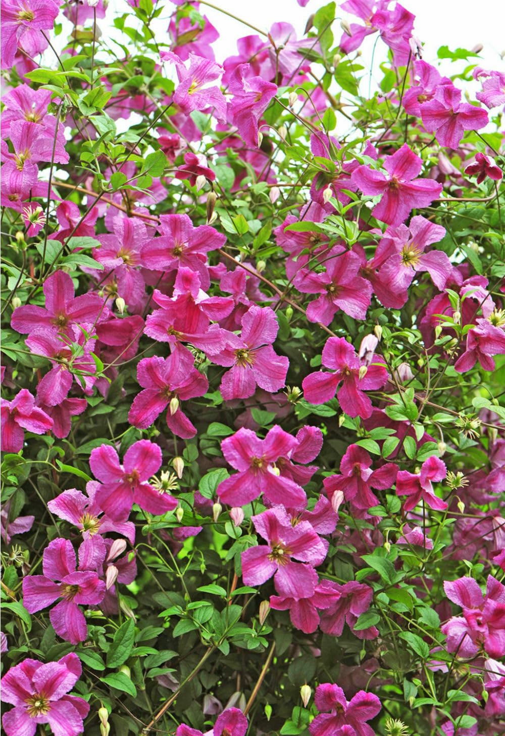 Pink Mink Clematis Live Plant Pink Flowers 4" Pot Proven Winners Garden