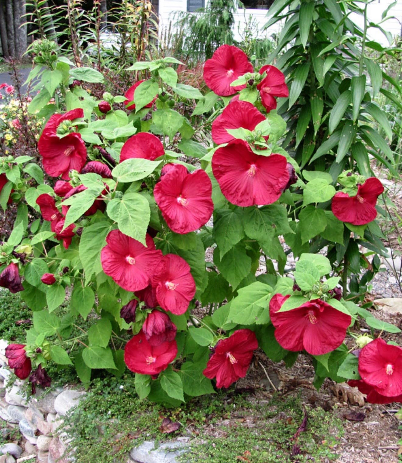 Live Plant - Luna Red Hibiscus moscheutos-Small Rooted Starter Plant-Huge 8-10” Blooms