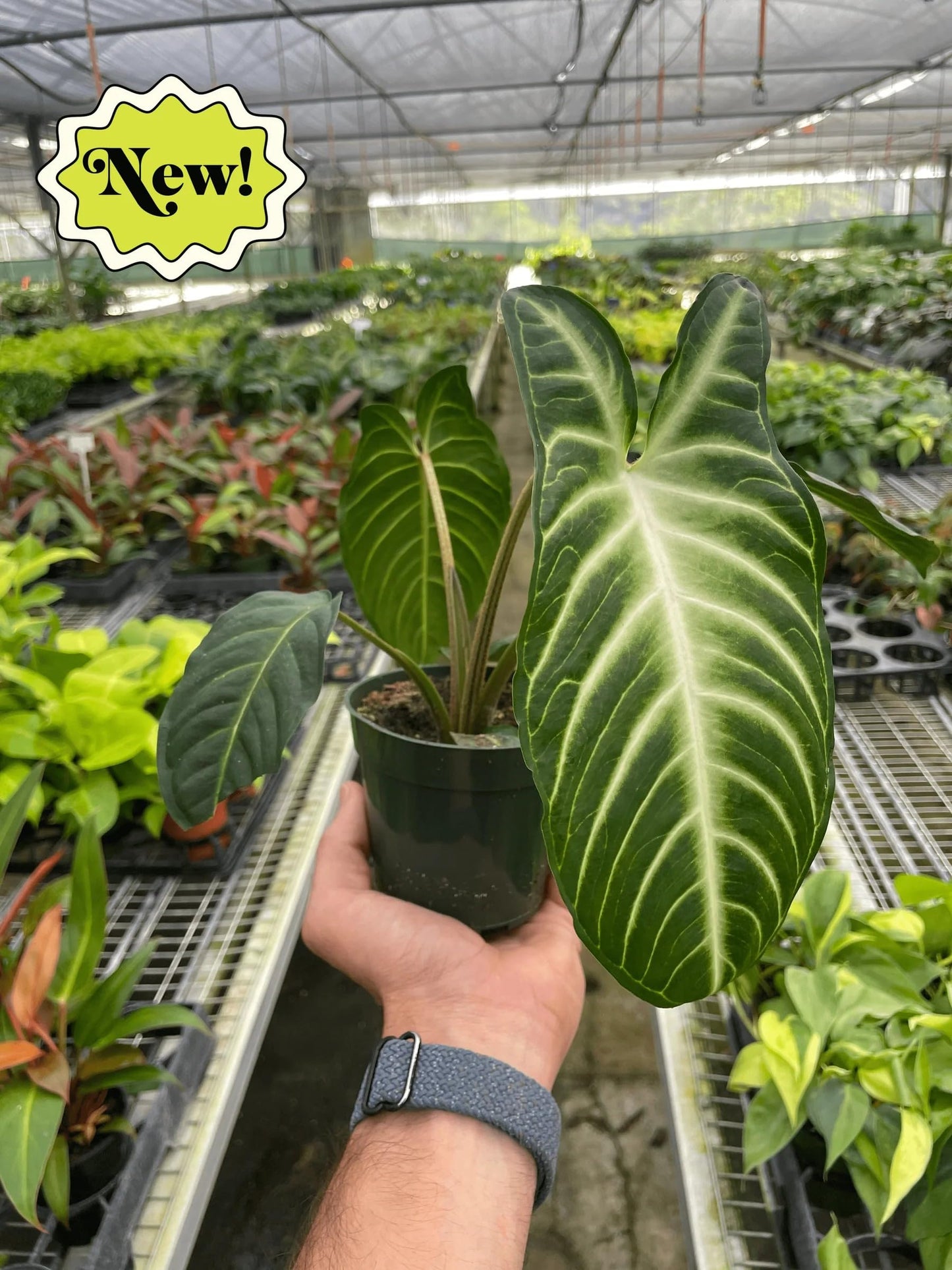 Xanthosoma 'Lendenii' | Live Plant for Indoor & Outdoor | for Living Room, Office, Bathroom | (4" Pot)