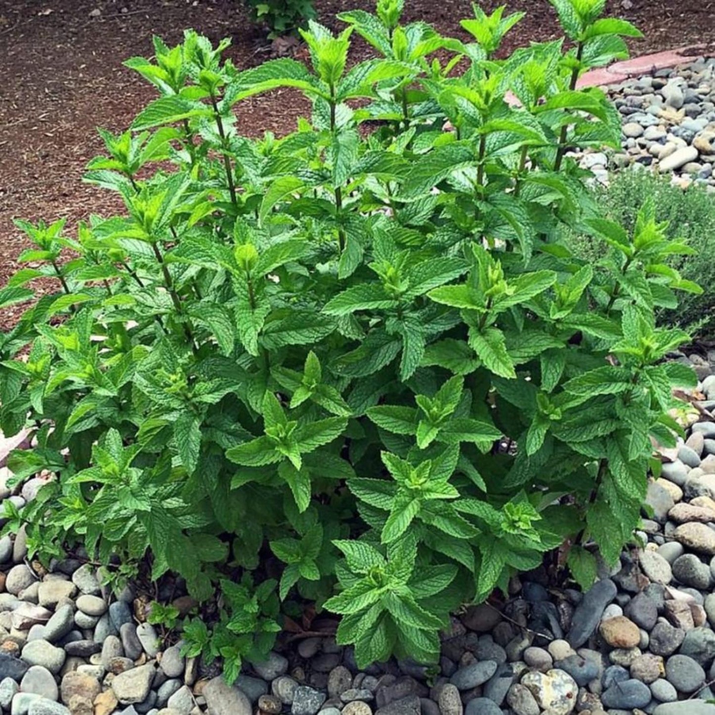6 Spearmint Mint Live Herb Plants, 3–6 Inches Tall, Fragrant Mint Plants for Indoor Outdoor Garden, Patio, and Culinary Growing