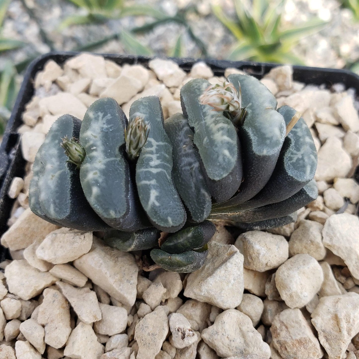 Haworthia Truncata Cacti Cactus Succulent Real Live Plant