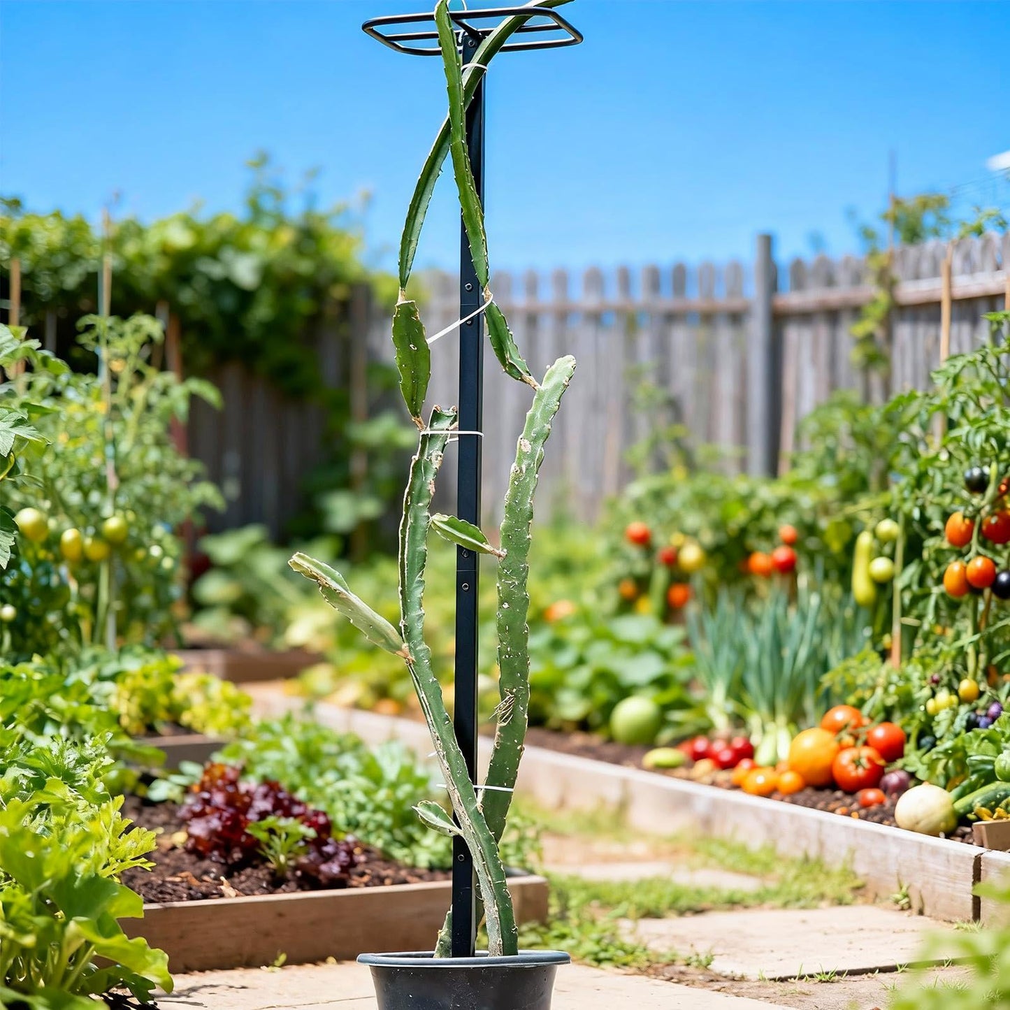 GOOOXIM 63" Metal Dragon Fruit Trellis – Durable Outdoor Garden Support for Climbing Plants, Easy Assembly Vertical Structure, Ideal for Dragon Fruit Growers