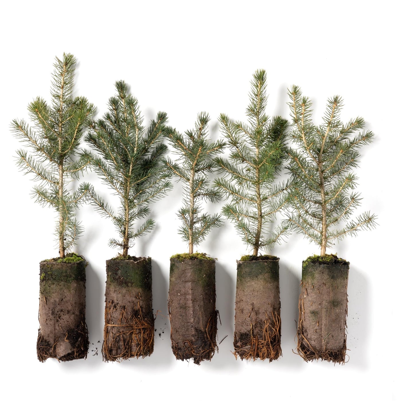 Norway Spruce Jumbo Tree Seedling Plug | 12"-18" | Arbor Day Foundation (5-Pack)