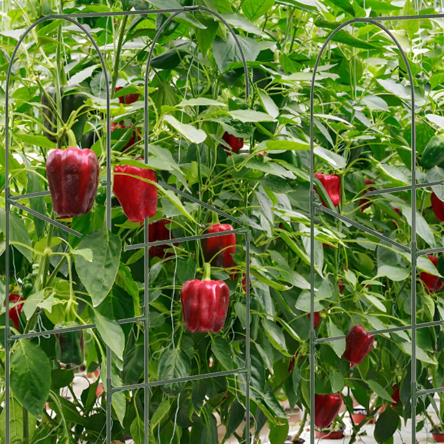 Cucumber Trellis for Plant Climbing- Cucumebr Arch Trelli for Flower Vine Vegetable Tomato Cage Raised Bed- Foldable Garden Tunnel Trellis (Green)