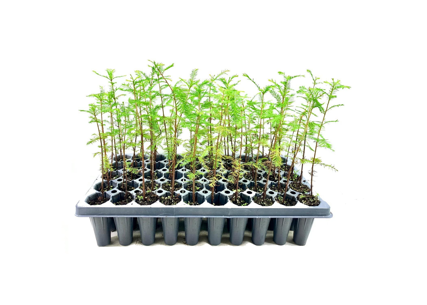 Pond Cypress | 3 Live Trees | Taxodium Ascendens | Wet Tolerant Fast Growing Shade Tree
