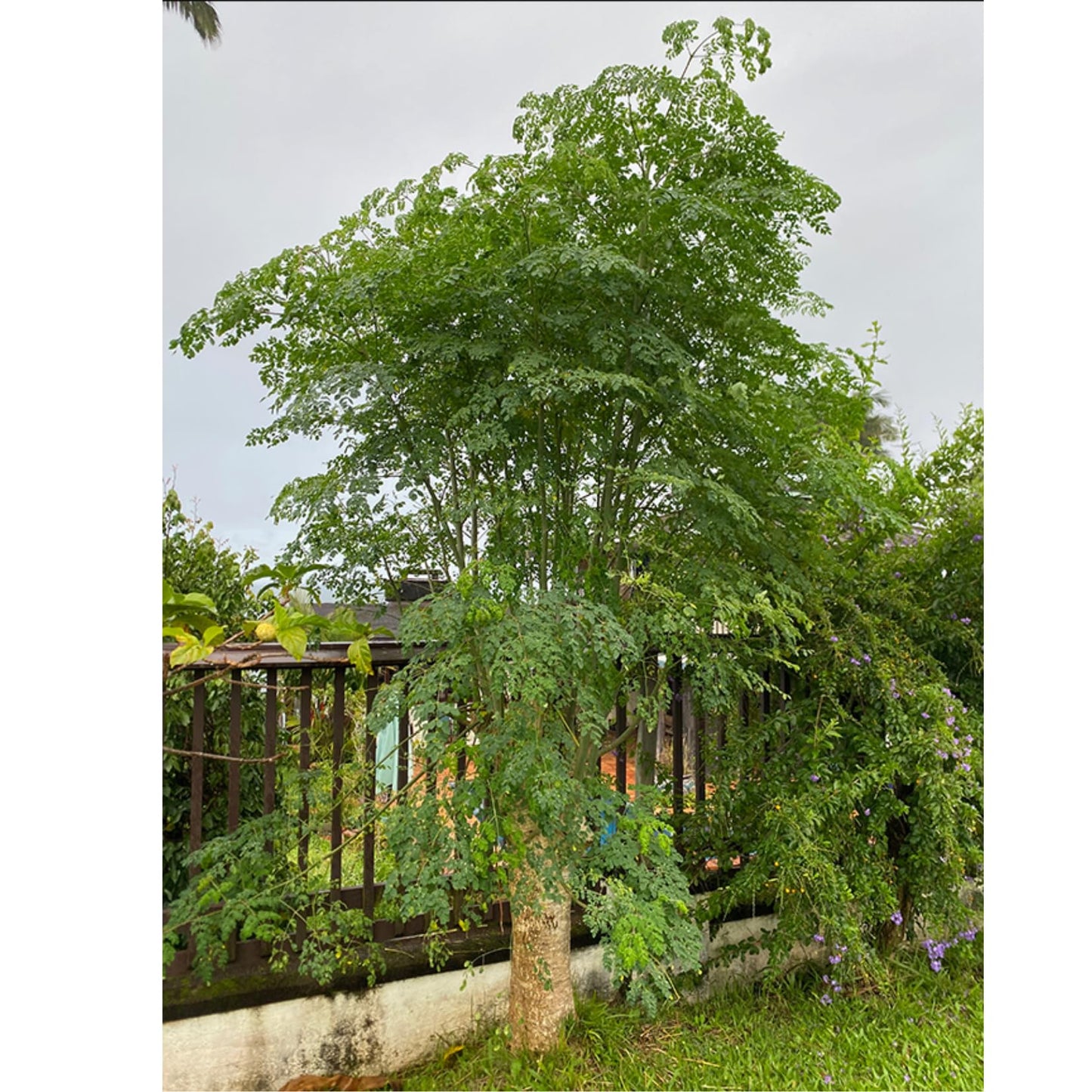 2 Malunggay Plants Moringa Oleifera Trees Live Plant for Planting, Drumstick Horseradish, 6 to 8 Inches in Tall